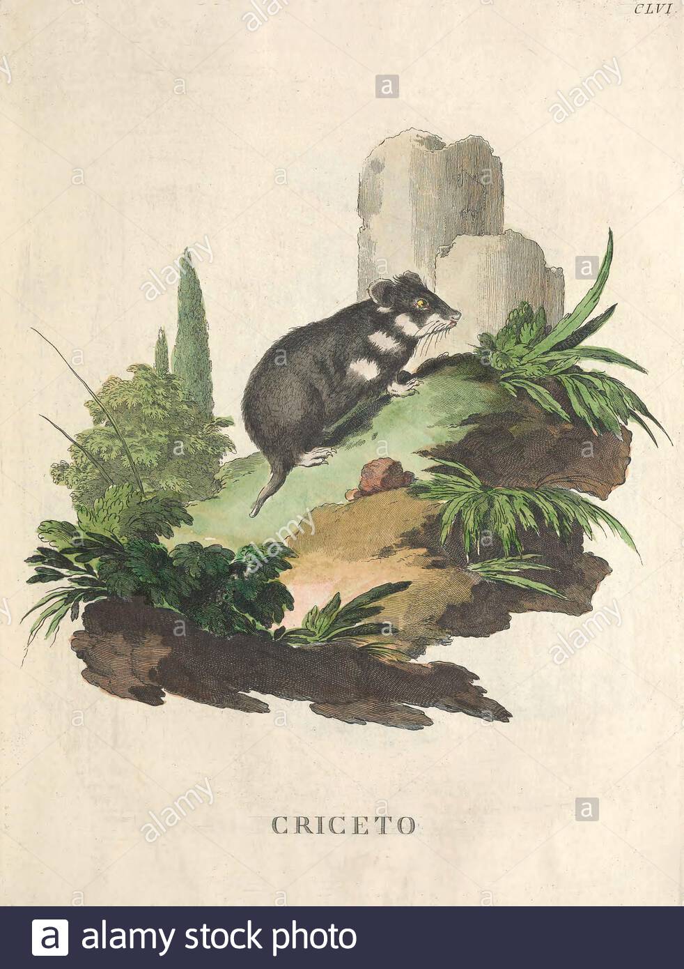 Hamster, Vintage-Farbabbildung aus dem Jahr 171 Stockfoto