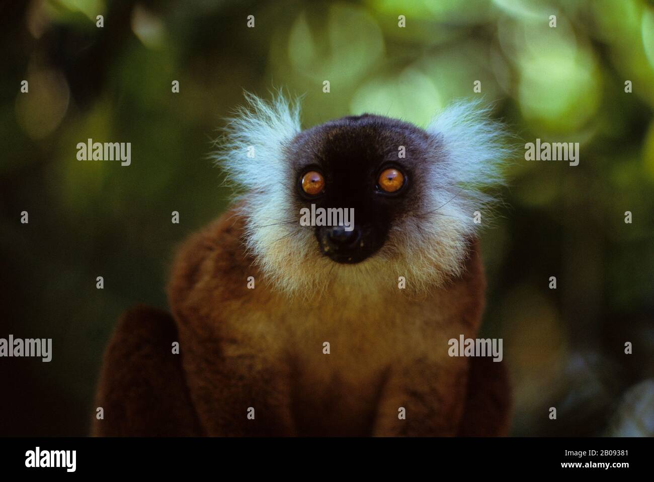 MADAGASKAR, NASA KOMBA, SCHWARZES LEMUR, WEIBLICH, NAHAUFNAHME Stockfoto