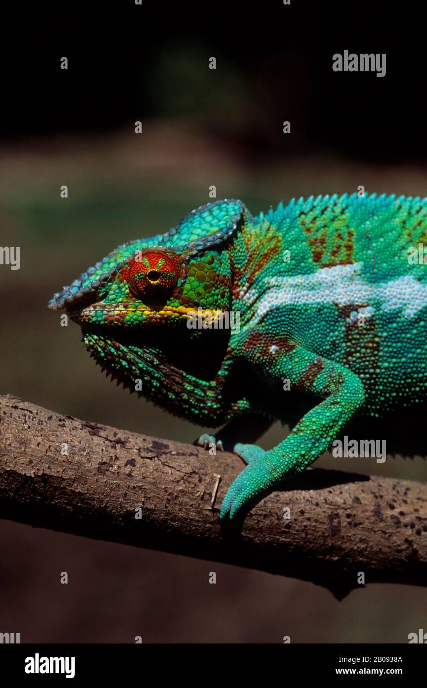 Madagaskar, NOSY BE, PANTHER CHAMÄLEON (Chamaeleon pardalis