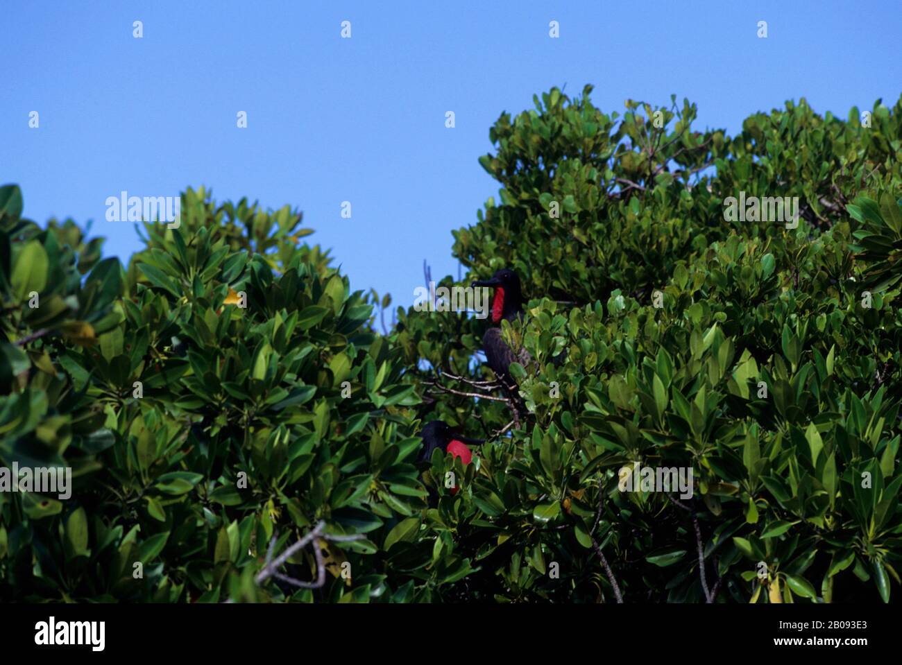 SEYCHELLEN, ALDABRA-INSEL, MÄNNLICHE FREGATTVÖGEL, DIE IN MANGROVEN SITZEN Stockfoto