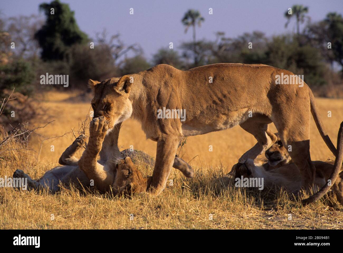 BOTSWANA, OKAVANGO-DELTA, MOMBO-INSEL, LION CUB, DIE ZUNEIGUNG ZUR MUTTER ZEIGT Stockfoto