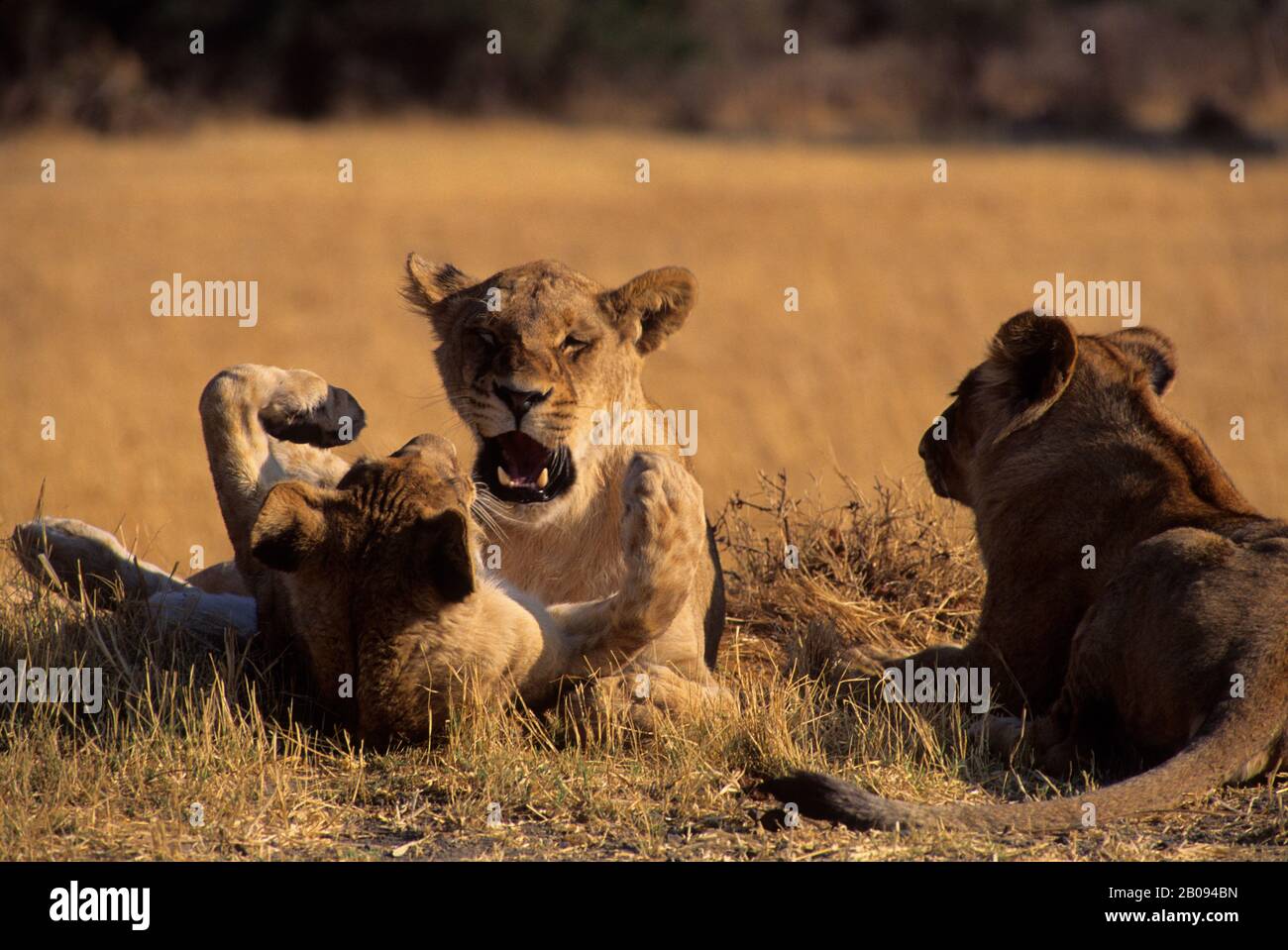 BOTSWANA, OKAVANGO-DELTA, MOMBO-INSEL, LION CUB, DIE ZUNEIGUNG ZUR MUTTER ZEIGT Stockfoto