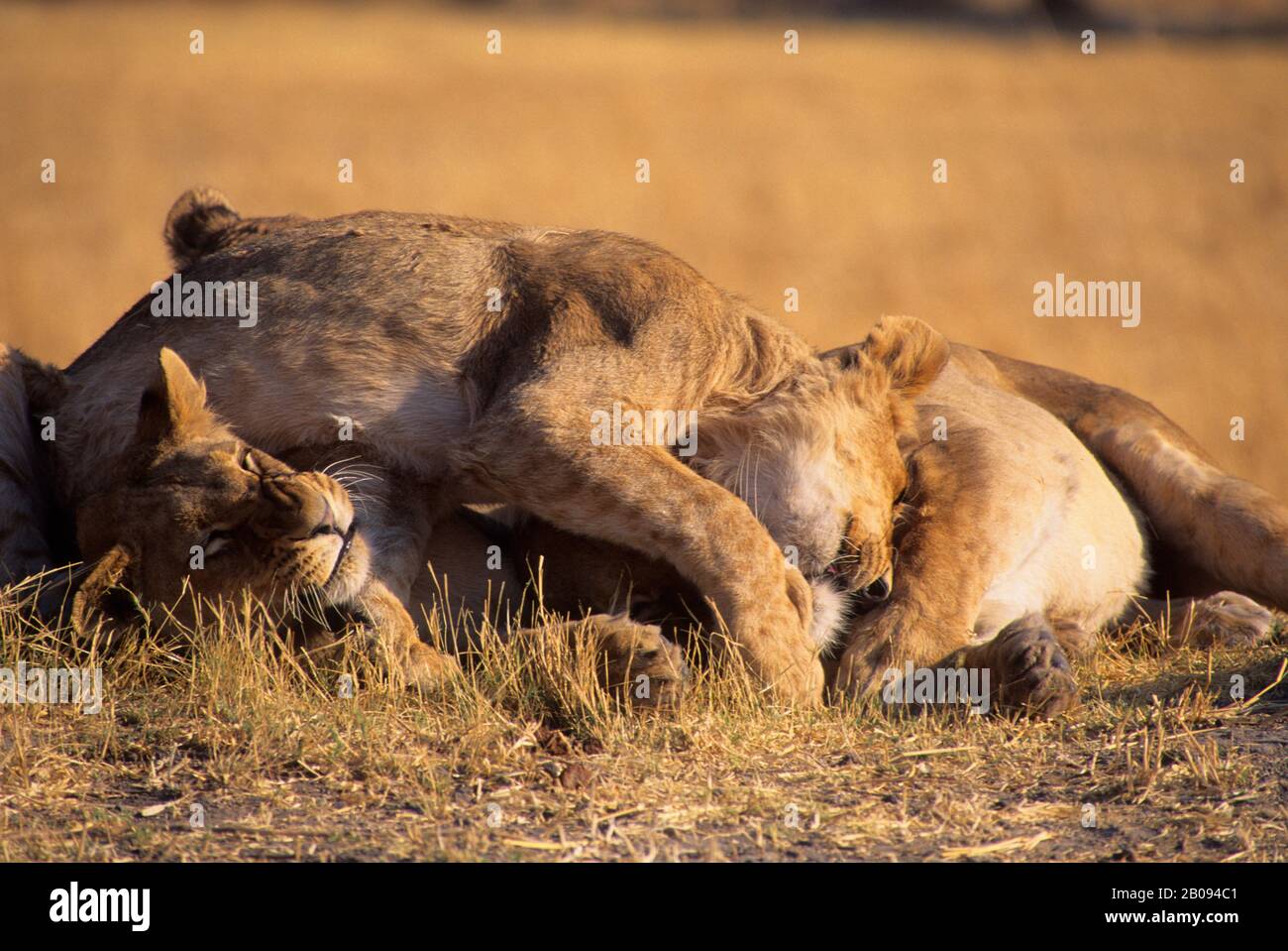 BOTSWANA, OKAVANGO-DELTA, MOMBO-INSEL, LION CUB, DIE ZUNEIGUNG ZUR MUTTER ZEIGT Stockfoto