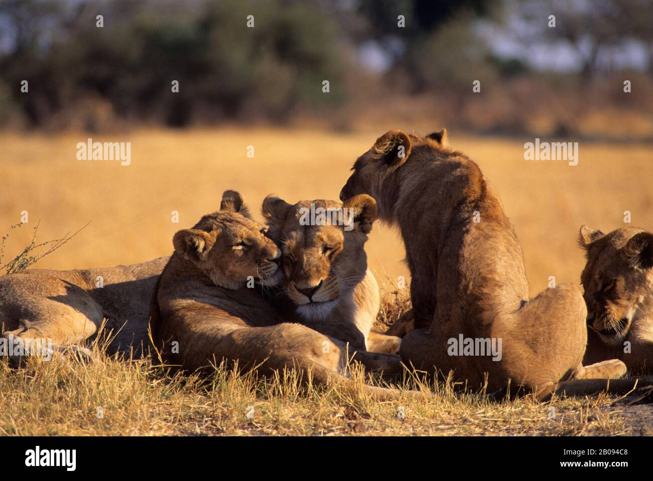BOTSWANA, OKAVANGO-DELTA, MOMBO-INSEL, LÖWENKUPPEN, DIE ZUNEIGUNG ZUR MUTTER ZEIGEN/SPIELEN Stockfoto