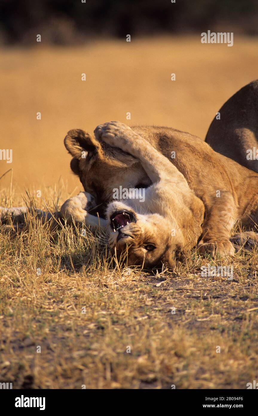 BOTSWANA, OKAVANGO-DELTA, MOMBO-INSEL, LÖWENKUPPEN, DIE ZUNEIGUNG SPIELEN/ZEIGEN Stockfoto