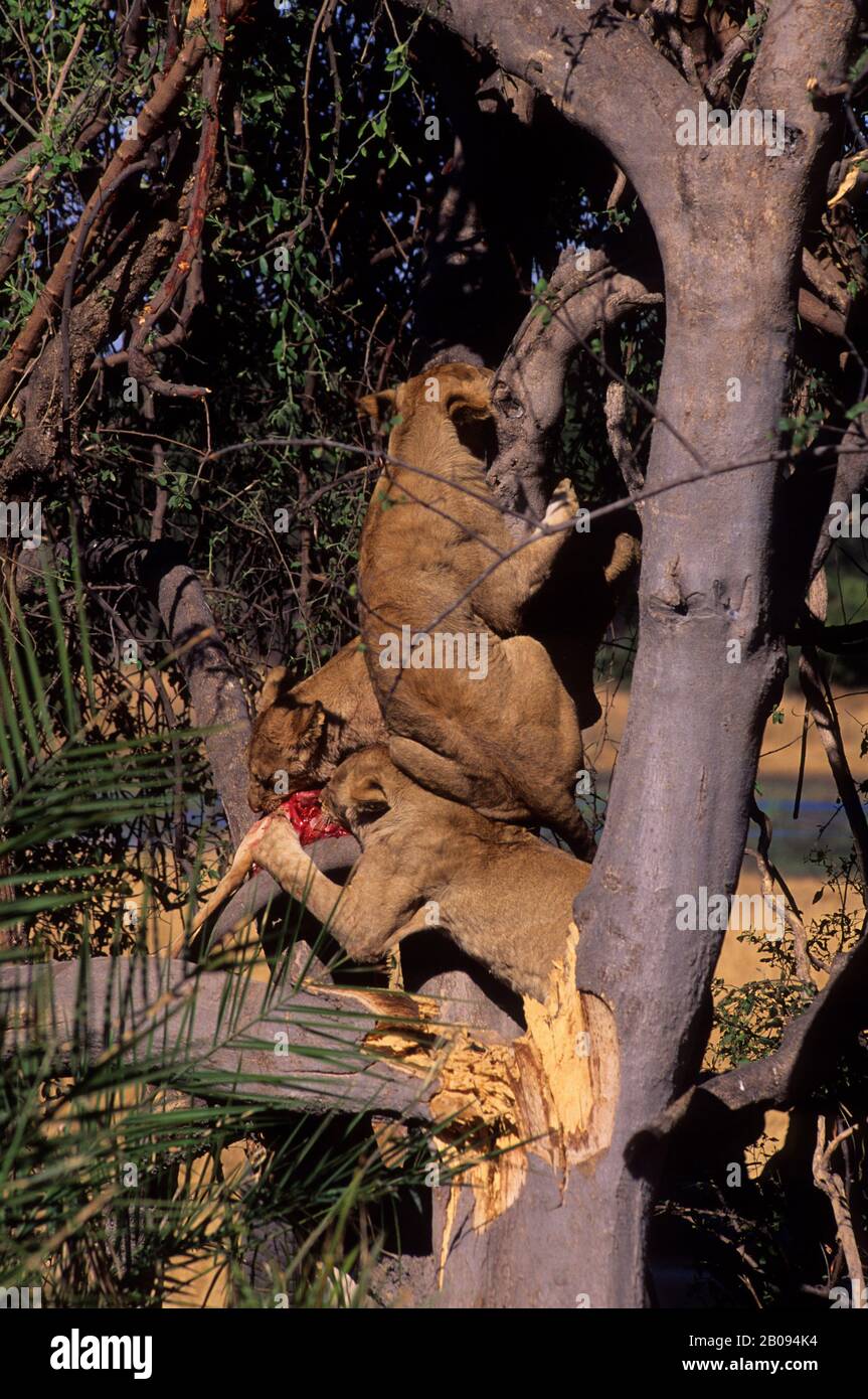 BOTSWANA, OKAVANGO-DELTA, MOMBO-INSEL, LION CUBS KLETTERBAUM, UM LEOPARD TÖTEN ZU LASSEN Stockfoto