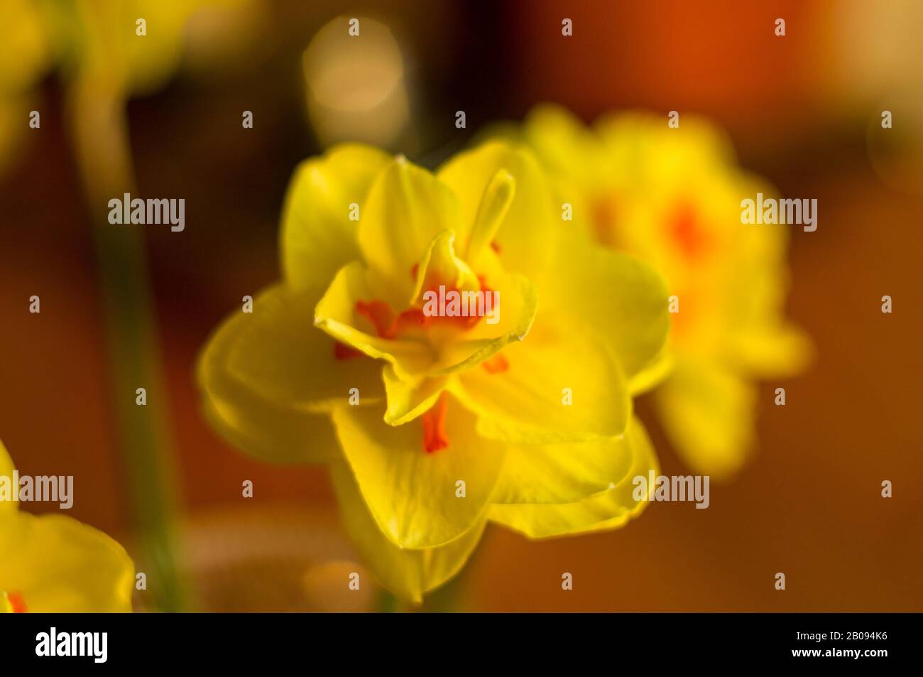 Erstaunlich große helle gelbe Narzissen im Sonnenlicht Stockfoto