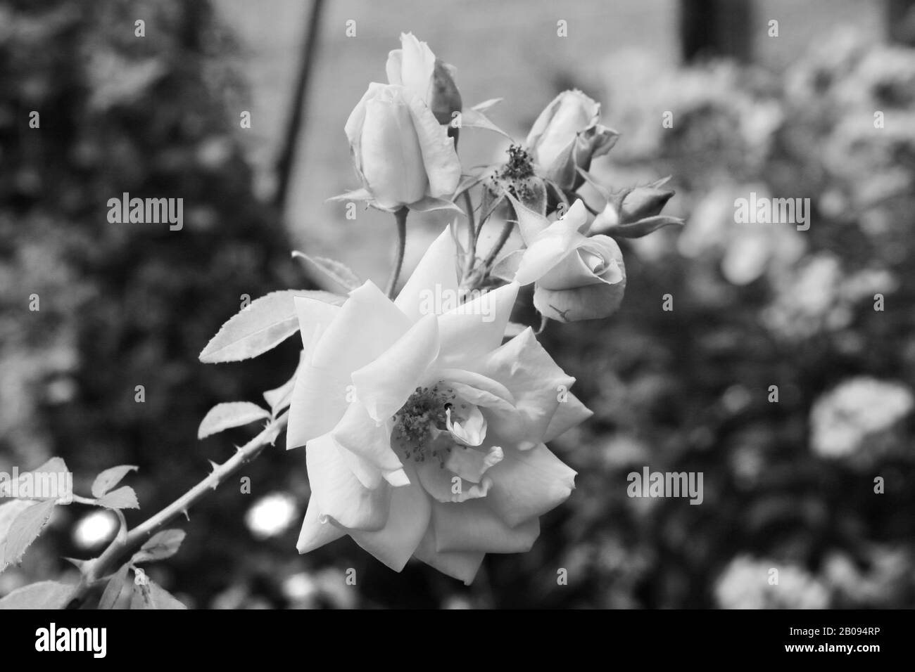 Rosenknospen im Garten Schwarz-Weiß-Foto Stockfoto