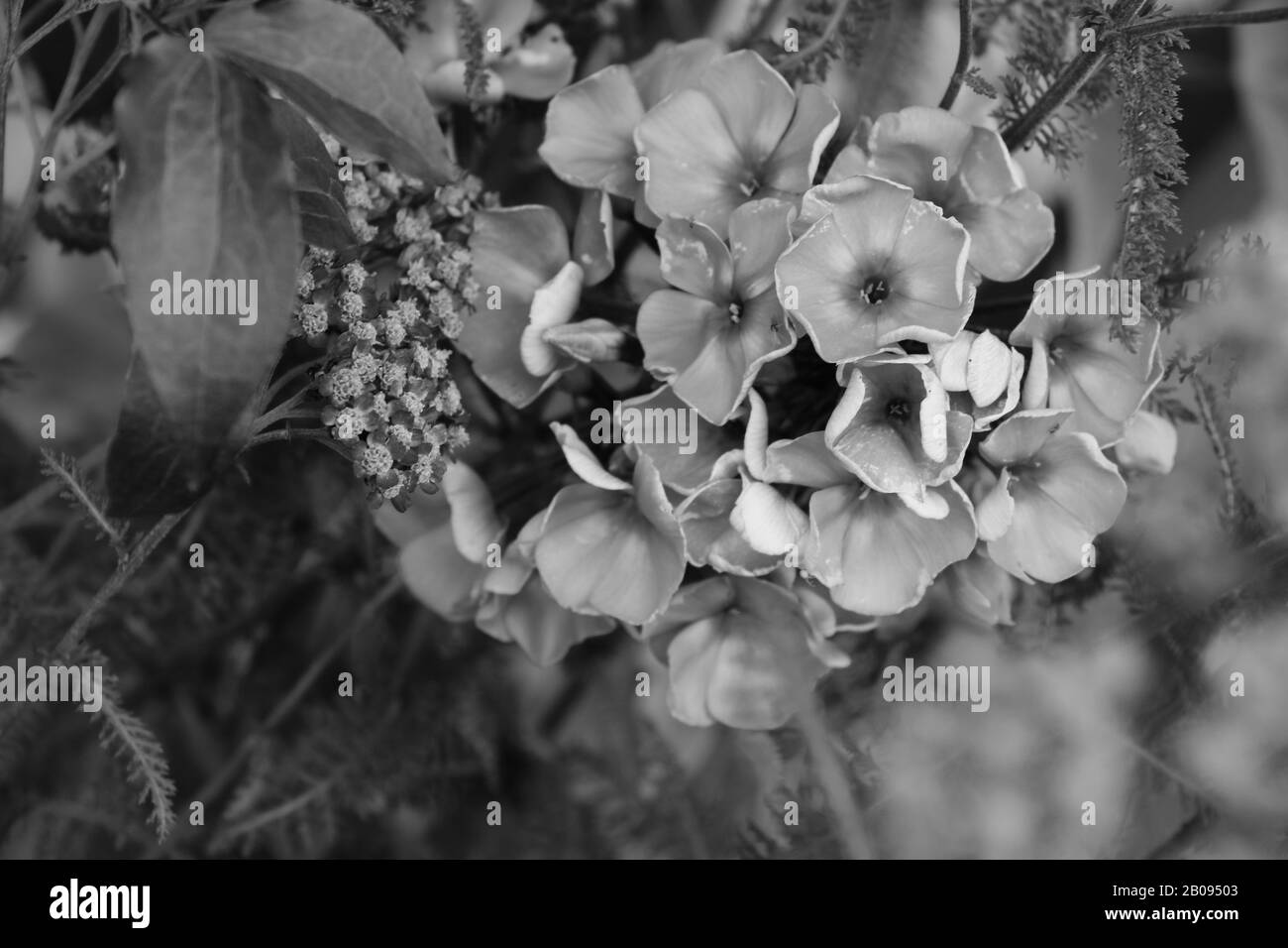 Junge grüne Blätter von Blumen oder Pflanzen, Schwarz-Weiß-Foto, Hintergrund, Textur Stockfoto