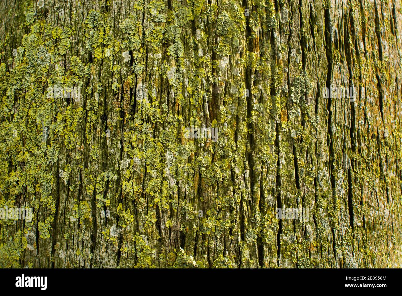 Moss Baumhintergrund. Panoramafoto. Stockfoto