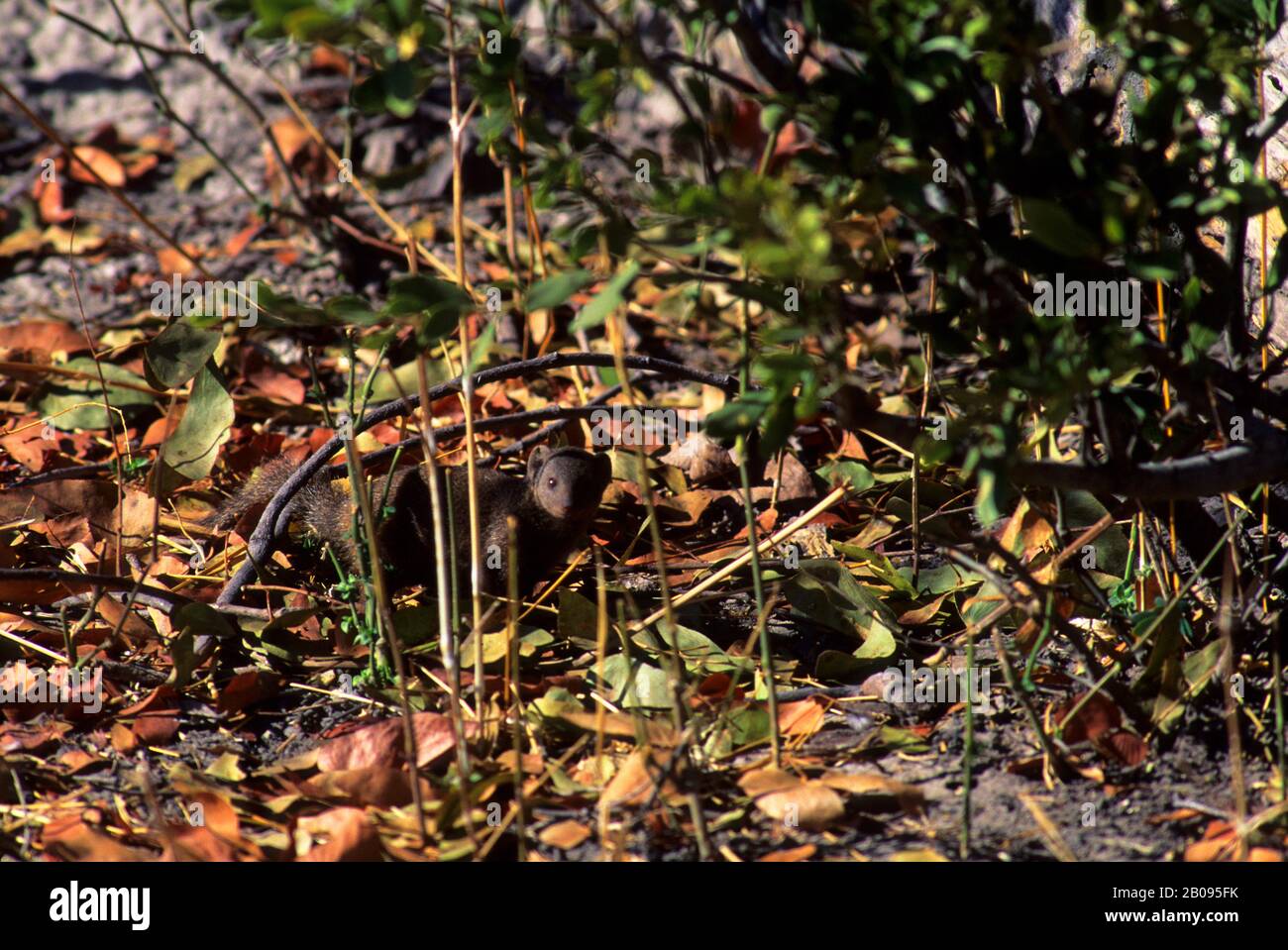 BOTSWANA, OKAVANGO-DELTA, MOREM-WILDRESERVAT, ZWERGMONGANS Stockfoto