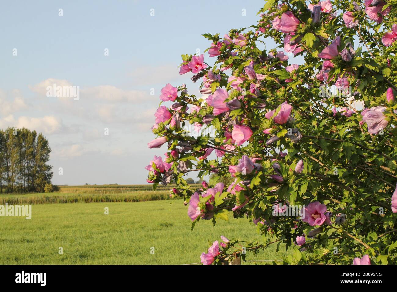 Eine wunderschöne rosafarbene Hibiskuspflanze und eine grüne Wiese und ein blauer Himmel im Hintergrund im Frühling in holland Stockfoto