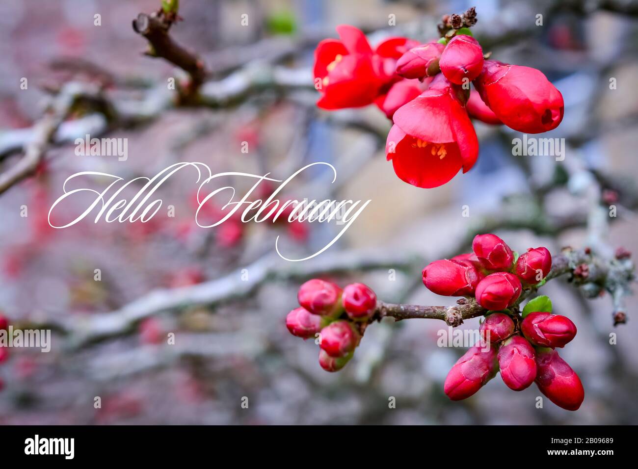 Chaenomeles . rote Blumen . Nahaufnahme einer blühenden Cydonia-Pflanze (Chaenomeles speciosa) mit Text. Hallo Februar Stockfoto