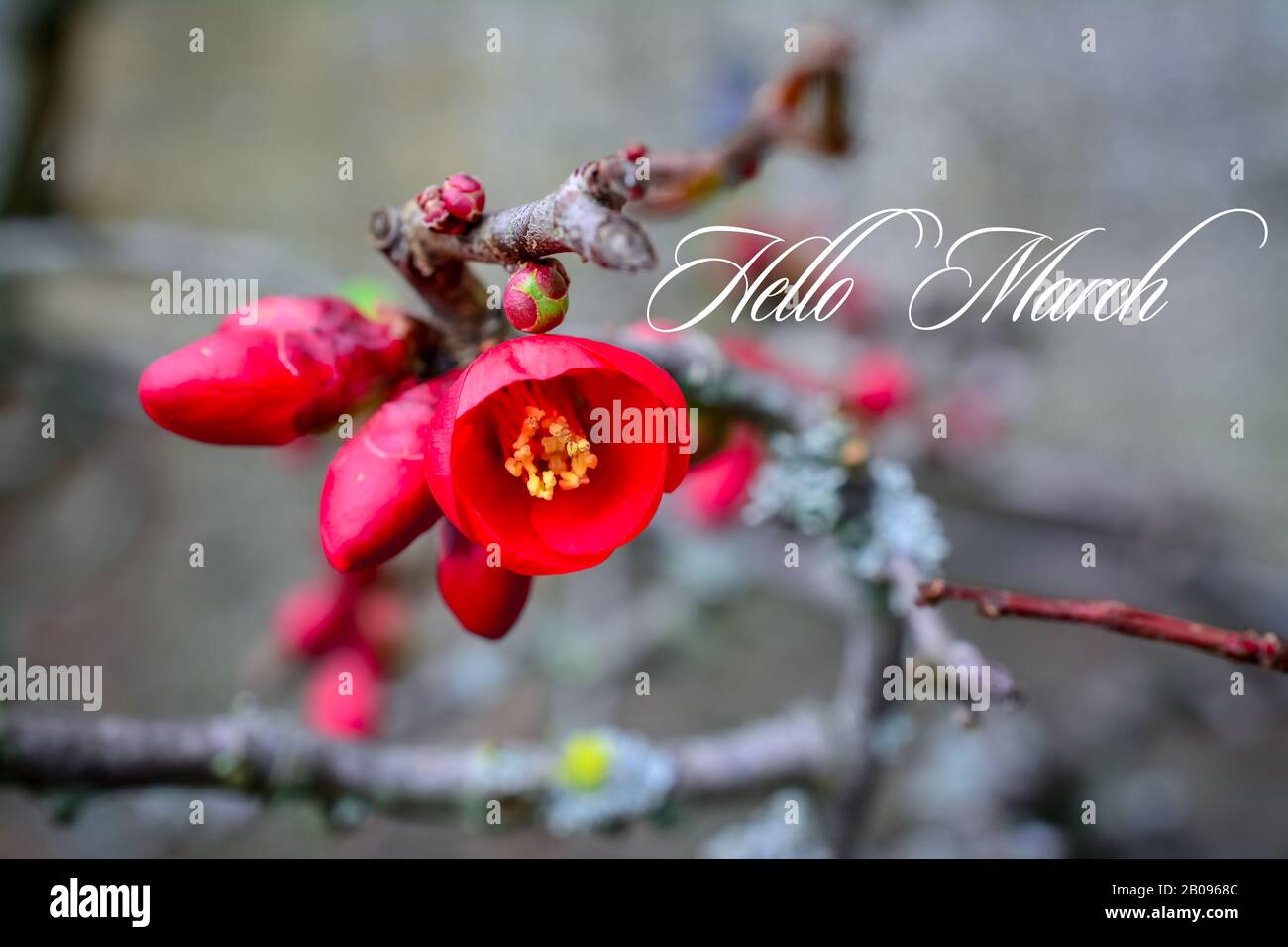 Chaenomeles . rote Blumen . Nahaufnahme einer blühenden Cydonia-Pflanze (Chaenomeles speciosa) mit Text Hallo märz Stockfoto