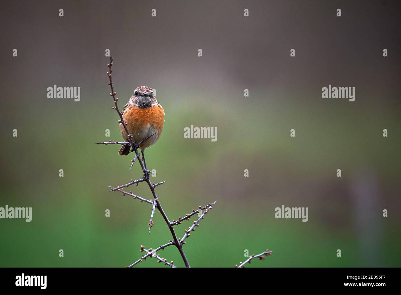 Europäischer Stonechat (Saxicola Rubicola) auf einer Filiale Stockfoto