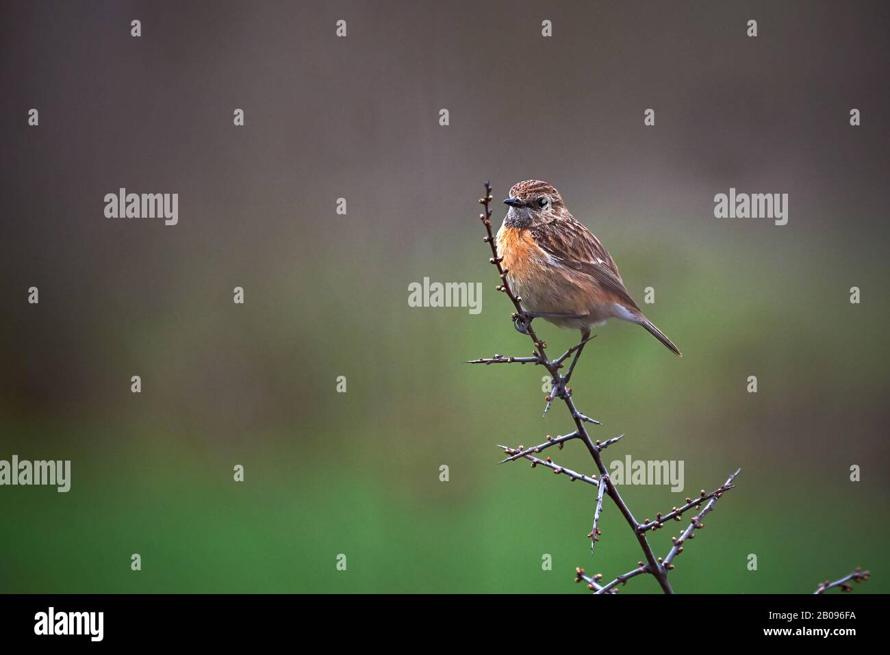 Europäischer Stonechat (Saxicola Rubicola) auf einer Filiale Stockfoto