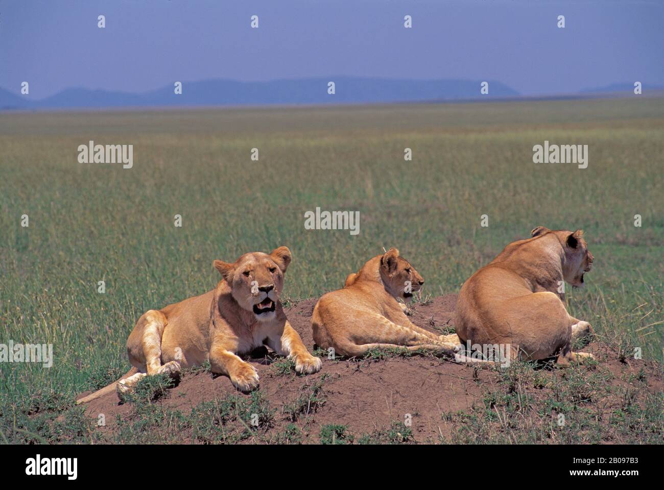 TANSANIA, SERENGETI, LÖWENSTOLZ, AUF ANTHILL RUHEND Stockfoto TANSANIA, SERENGETI, LÖWENSTOLZ, AUF ANTHILL RUHEND Stockfoto