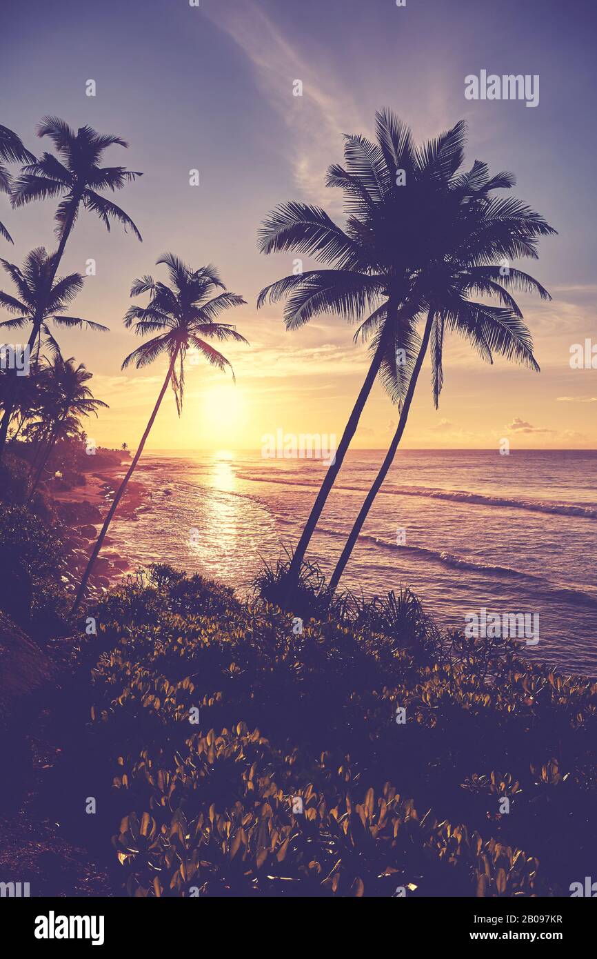 Tropischer Strand mit Palmensilhouetten bei Sonnenuntergang, Farbtonierung angewendet. Stockfoto