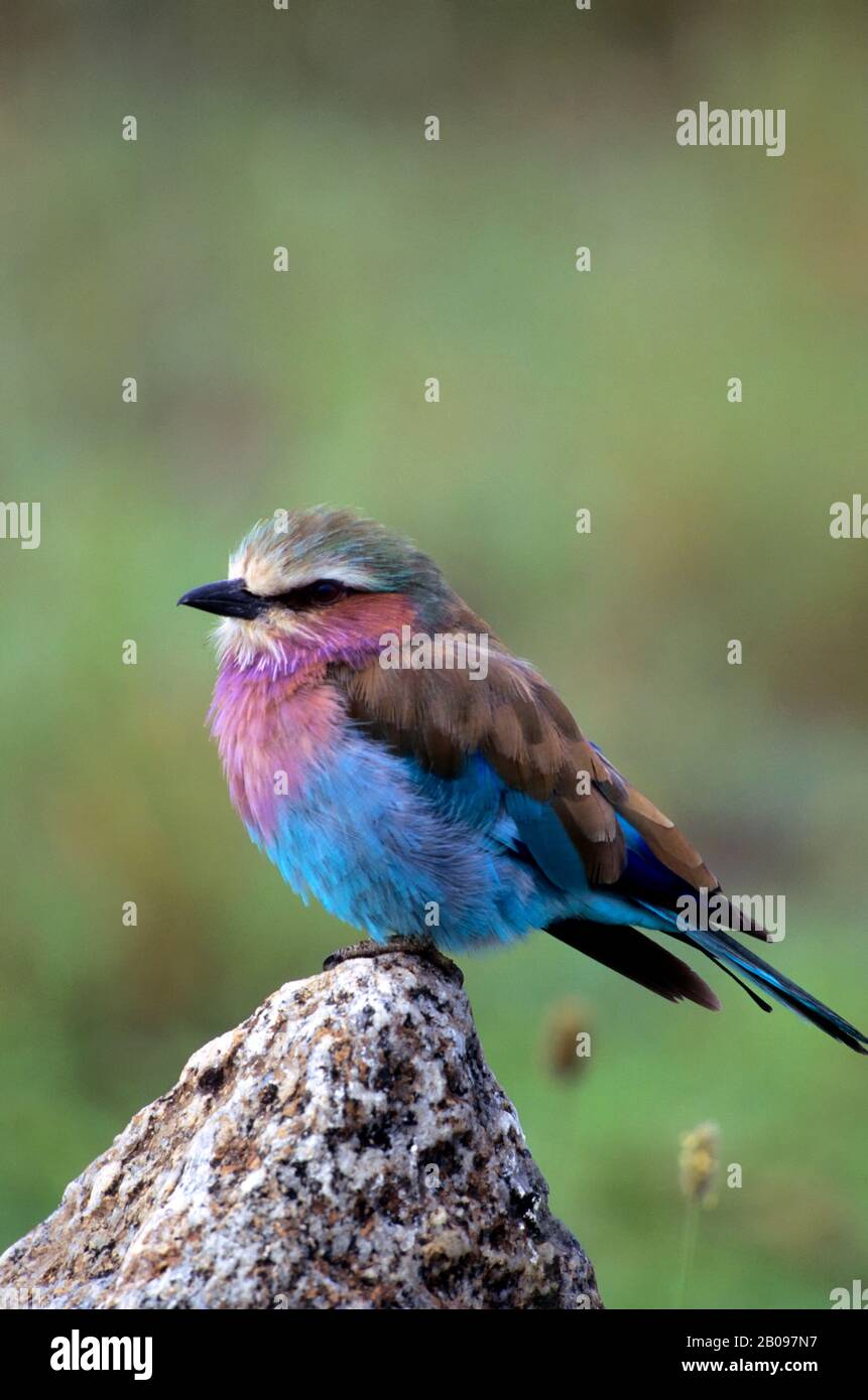 TANSANIA, SERENGETI, FLIEDER REISSENDE WALZE AUF FELSEN Stockfoto