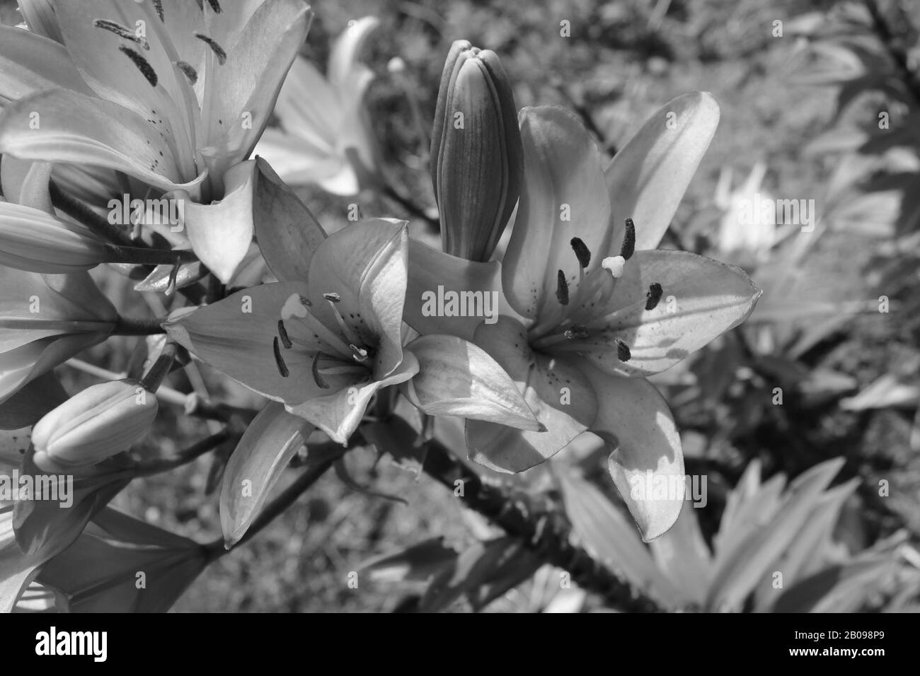 Lily Knospen im Garten Schwarz-Weiß Foto Stockfoto