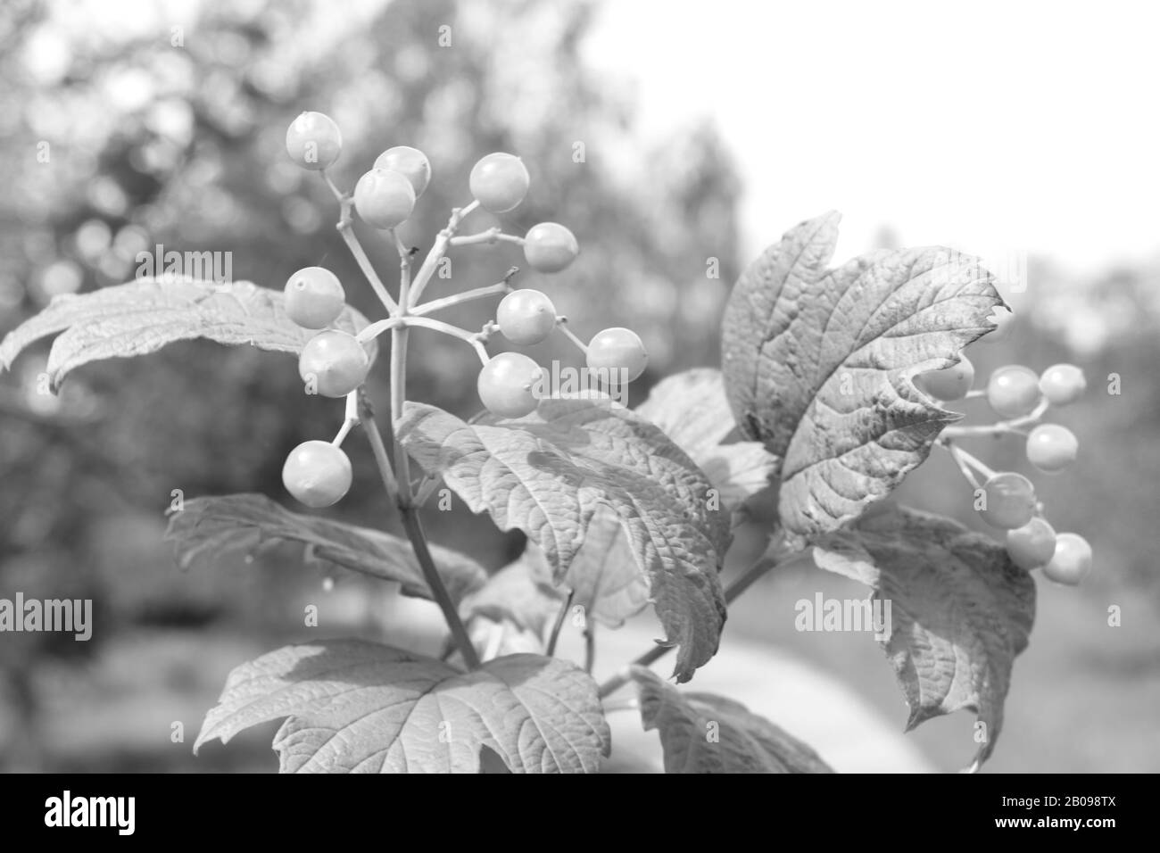 Gewöhnliche zinnia-knospen im Garten Schwarz-Weiß-Foto Stockfoto