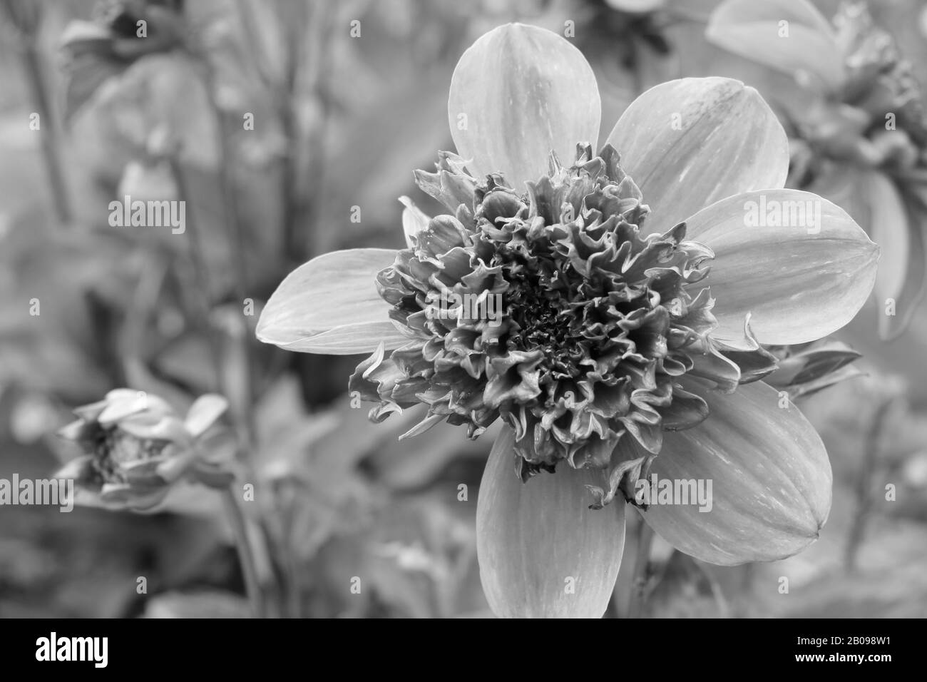 Gewöhnliche zinnia-knospen im Garten Schwarz-Weiß-Foto Stockfoto