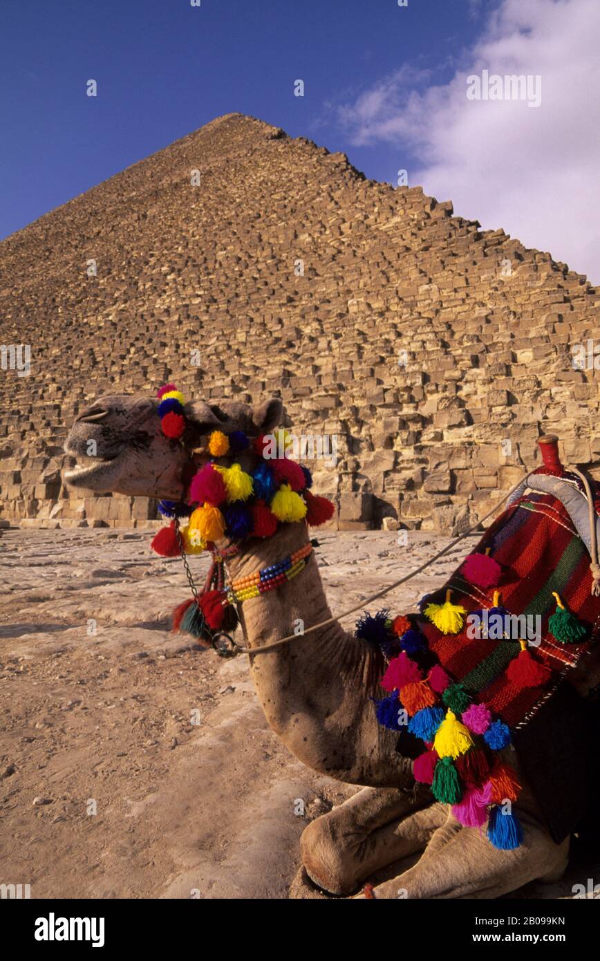ÄGYPTEN, KAIRO, GIZEH, CHEOPS-PYRAMIDE MIT KAMEL IM VORDERGRUND Stockfoto