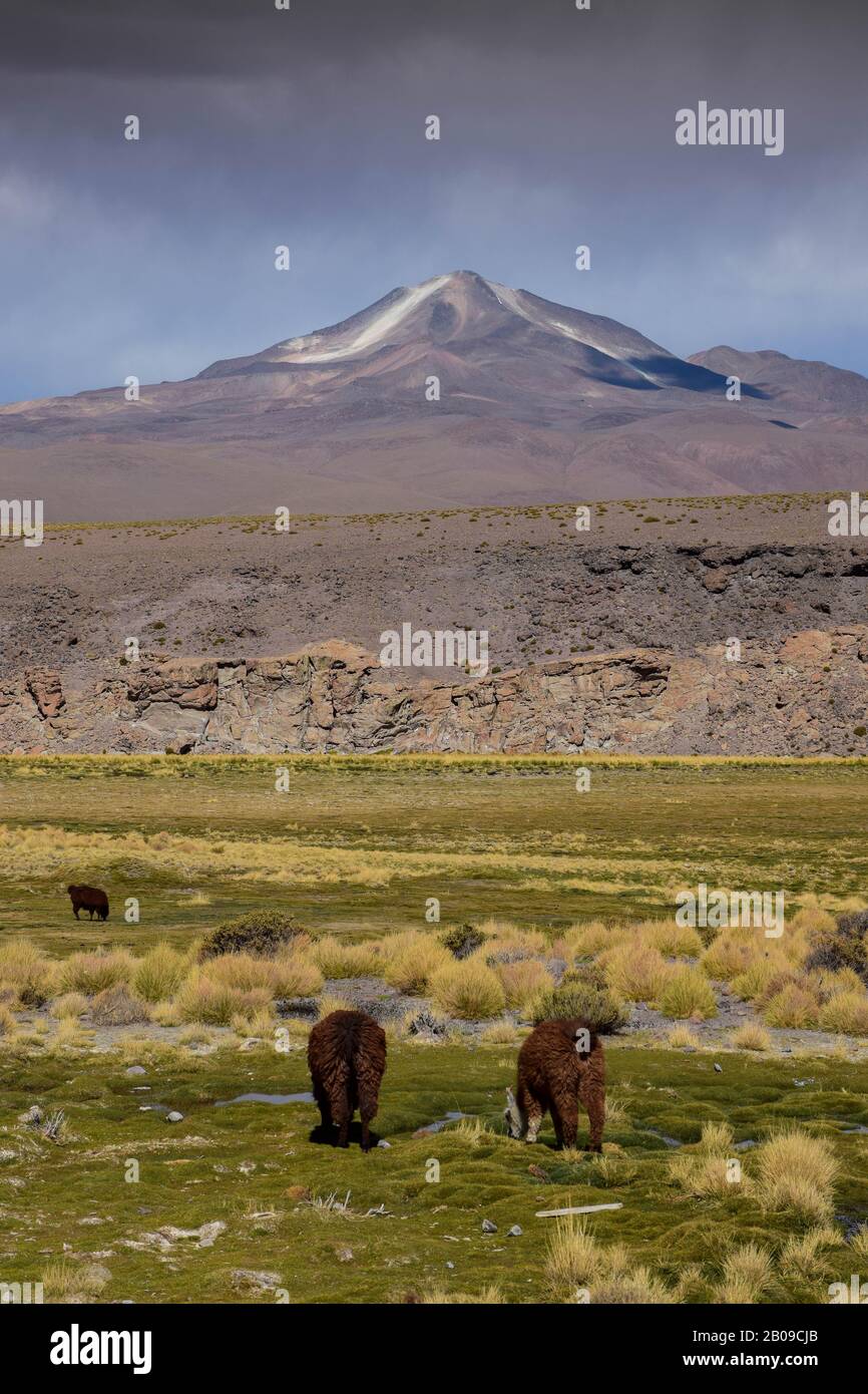 Zwei Alpakas in der schönen Landschaft der anden, mit schneebedecktem Vulkan im Hintergrund. Stockfoto
