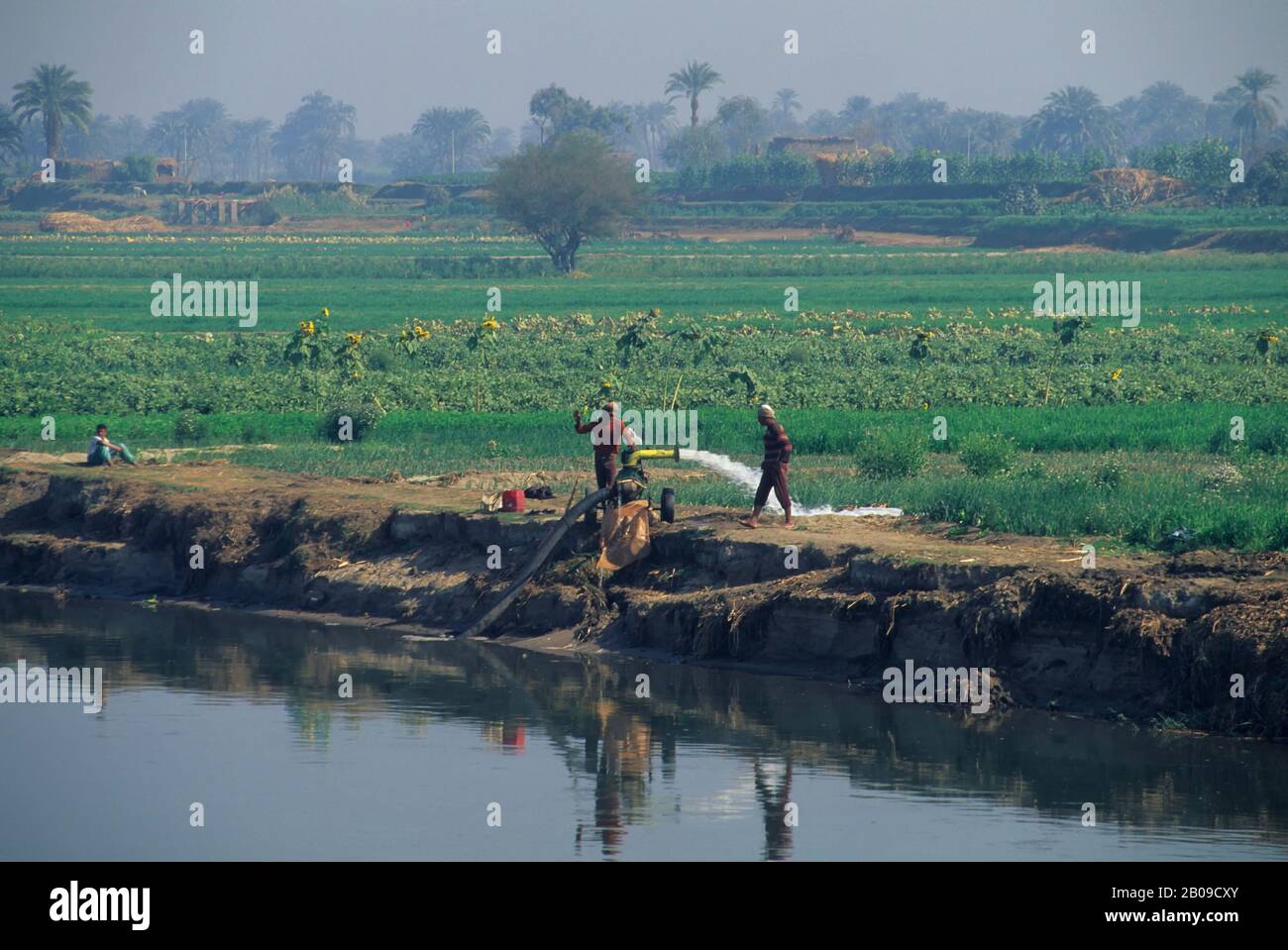 ÄGYPTEN, NILFLUSS ZWISCHEN LUXOR UND DENDERA, BEWÄSSERUNG VON FELDERN Stockfoto