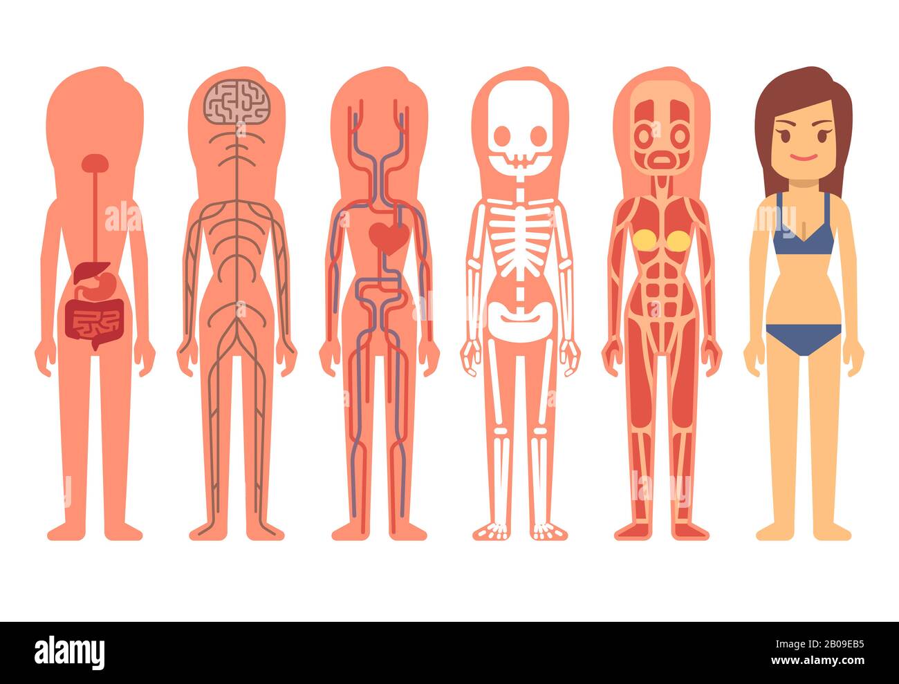 Vektor der Körperanatomie der medizinischen Frau. Skelett-, Muskel-, Kreislauf-, Nerven- und Verdauungssystem. System zur Unterstützung des menschlichen Lebens bei der Abbildung von Sets, Anatomie des menschlichen Körpers Stock Vektor