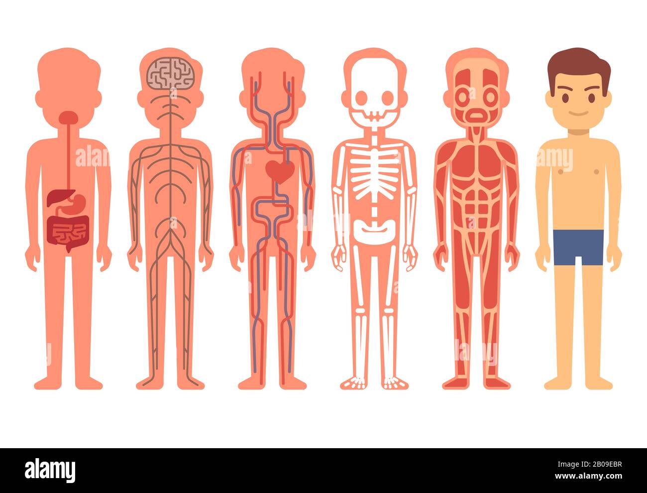 Anatomievektor des menschlichen Körpers. Männliches Skelett, Muskel-, Kreislauf-, Nerven- und Verdauungssystem. Cartoon-Illustration für das menschliche Funktionssystem Stock Vektor