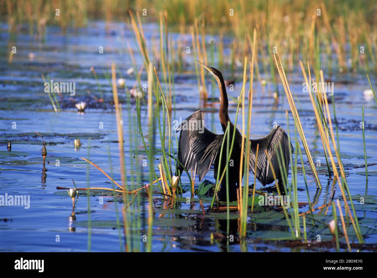 BOTSWANA, MOREMI WILDLIFE RESERVE, OKAVANGO DELTA, AFRICAN DARTER SPREADING WINGS TO DRY Stockfoto