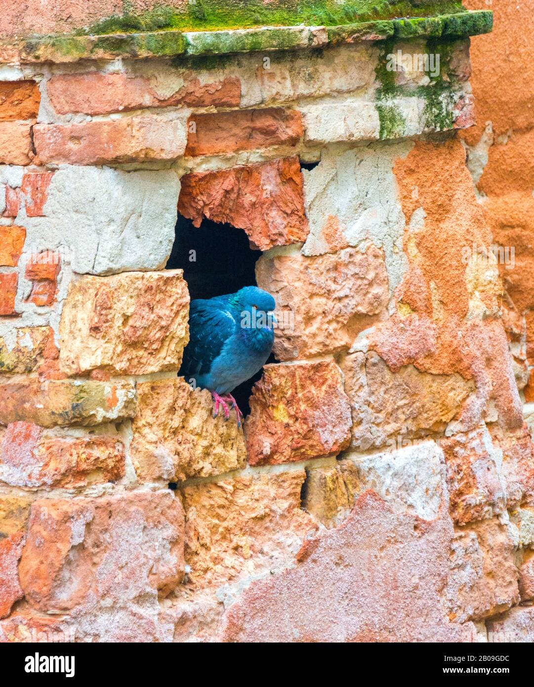 Stadttaube an der Wand nah dran Stockfoto