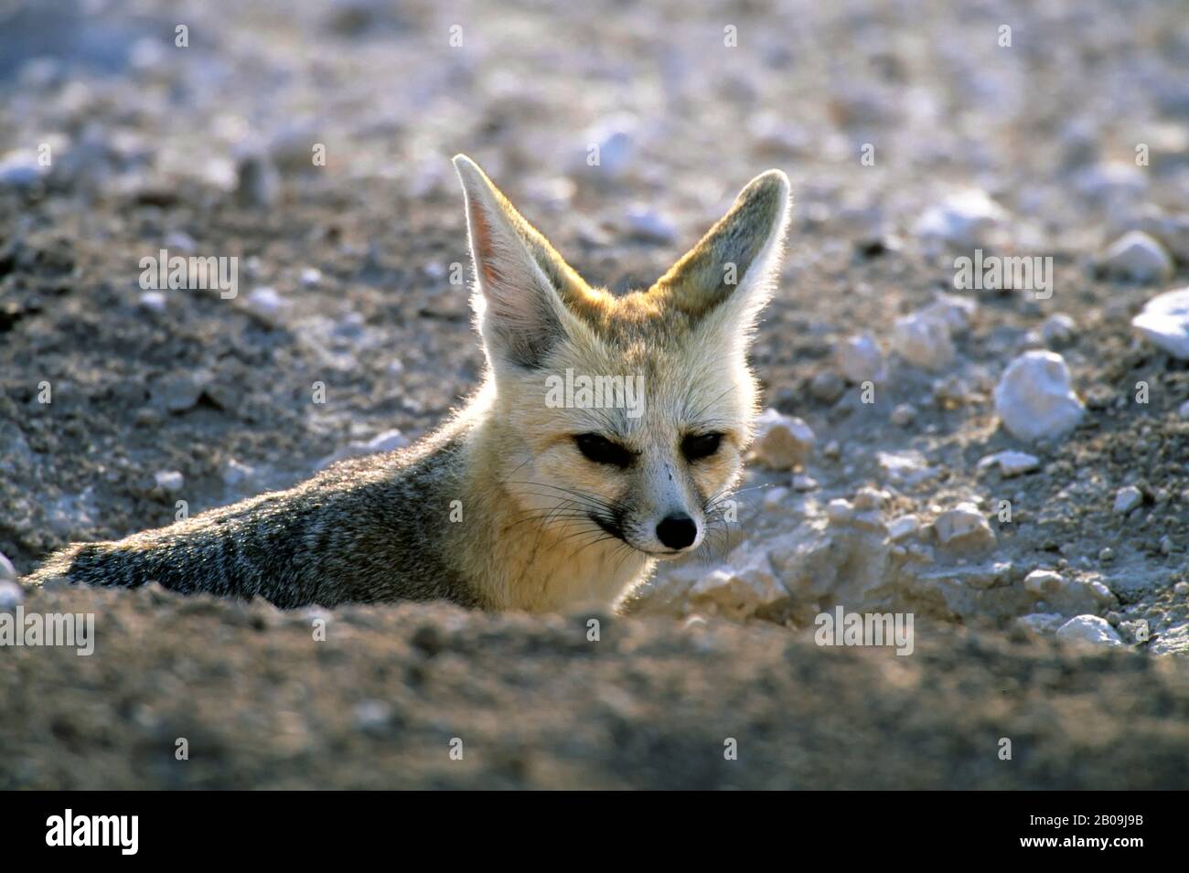 DER NATIONALPARK ETOSHA, CAPE FOX Stockfoto