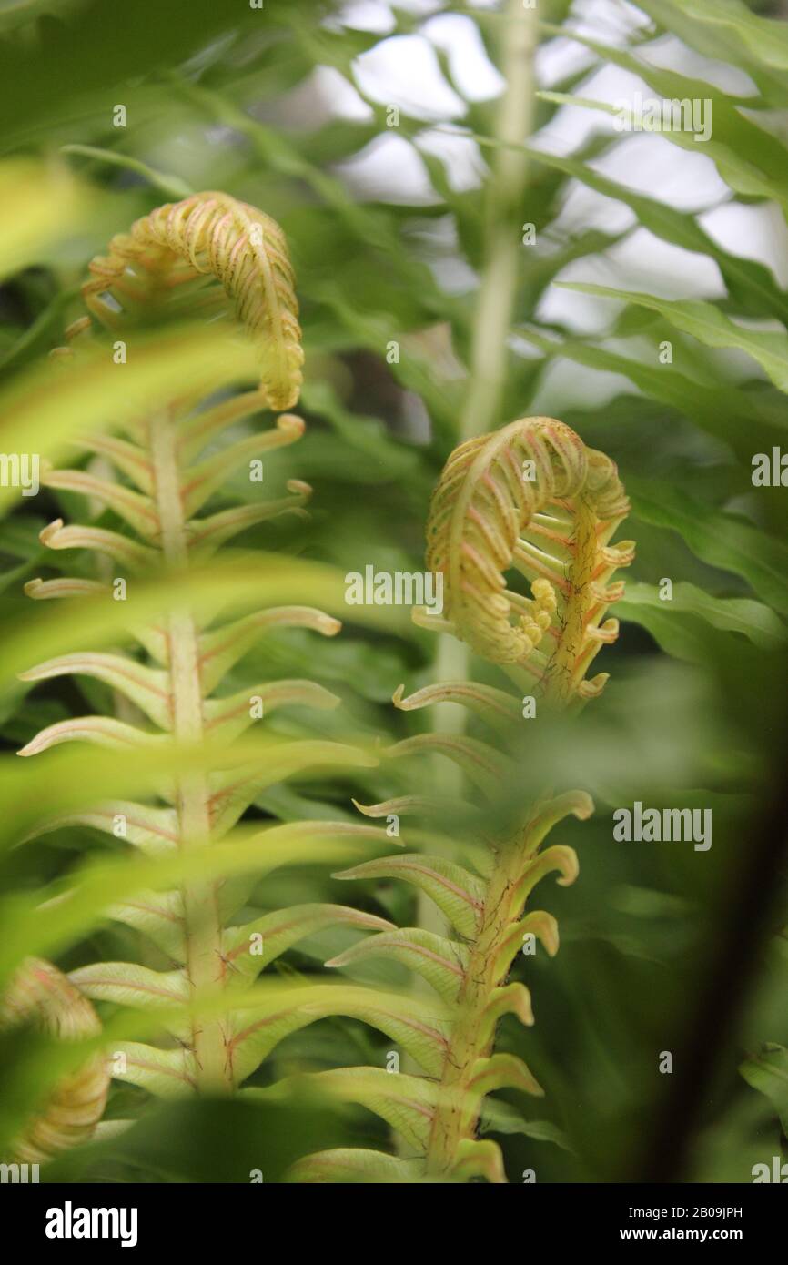 Oceaniopteris gibba, Blechnum gibbbum, Silberdasein Farn Stockfoto