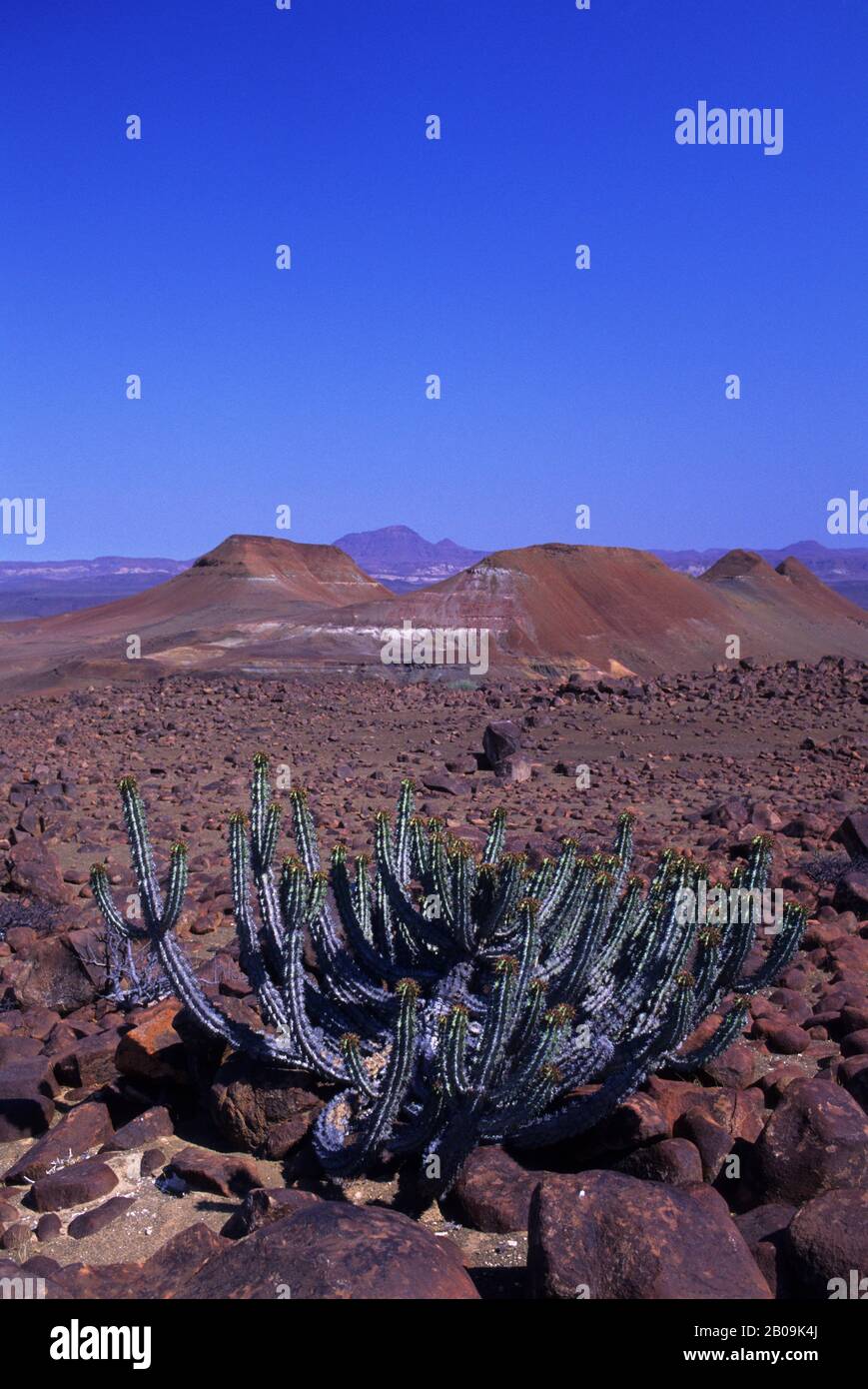 NAMIBIA, SKELETON-KÜSTE-NATIONALPARK, KUIDAS-TAL, EUPHORBIA VIROSA, SAFTIGE PFLANZE Stockfoto