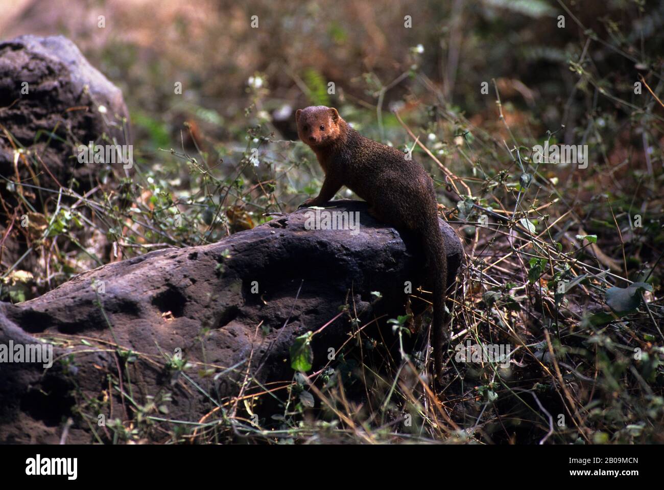 KENIA, AMBOSELI NATIONALPARK, ZWERGMONGANS Stockfoto
