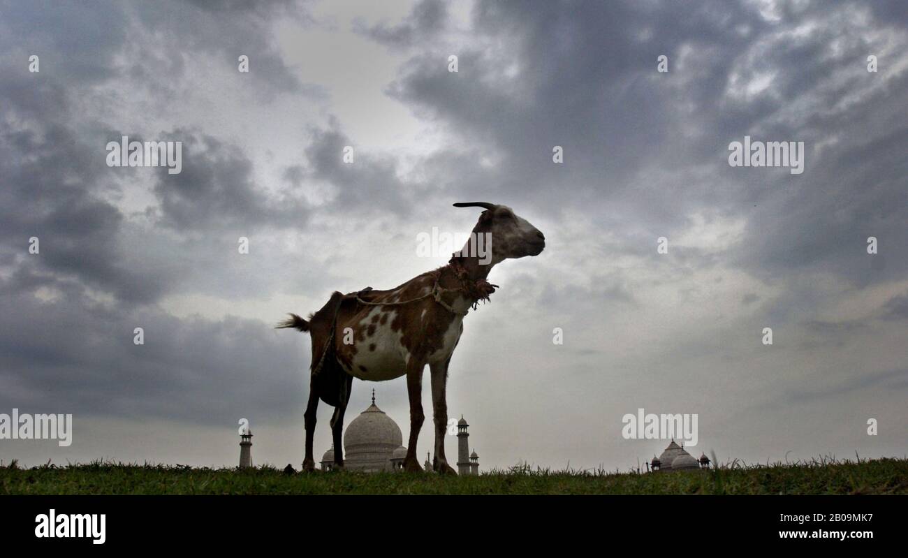 Ein Ziegenbock grast neben dem Taj Mahal in Agra, Indien. Juli 2007. Das Taj Mahal wurde von Kaiser Shah Jahan in Erinnerung an seine Frau Mumtaz Mahal erbaut und gehört zu den neuen 7 Weltwundern. Es gilt im Allgemeinen als das beste Beispiel der Mughal-Architektur, ein Stil, der Elemente persischer, türkischer, indischer und islamischer Baustile vereint. Während das weiße Mausoleum aus gewölbtem Marmor der vertrauteste Teil des Denkmals ist, ist das Taj Mahal tatsächlich ein integrierter Gebäudekomplex. 1983 wurde der Taj zum UNESCO-Weltkulturerbe und wurde als "Juwel muslimischer Kunst in zitiert Stockfoto