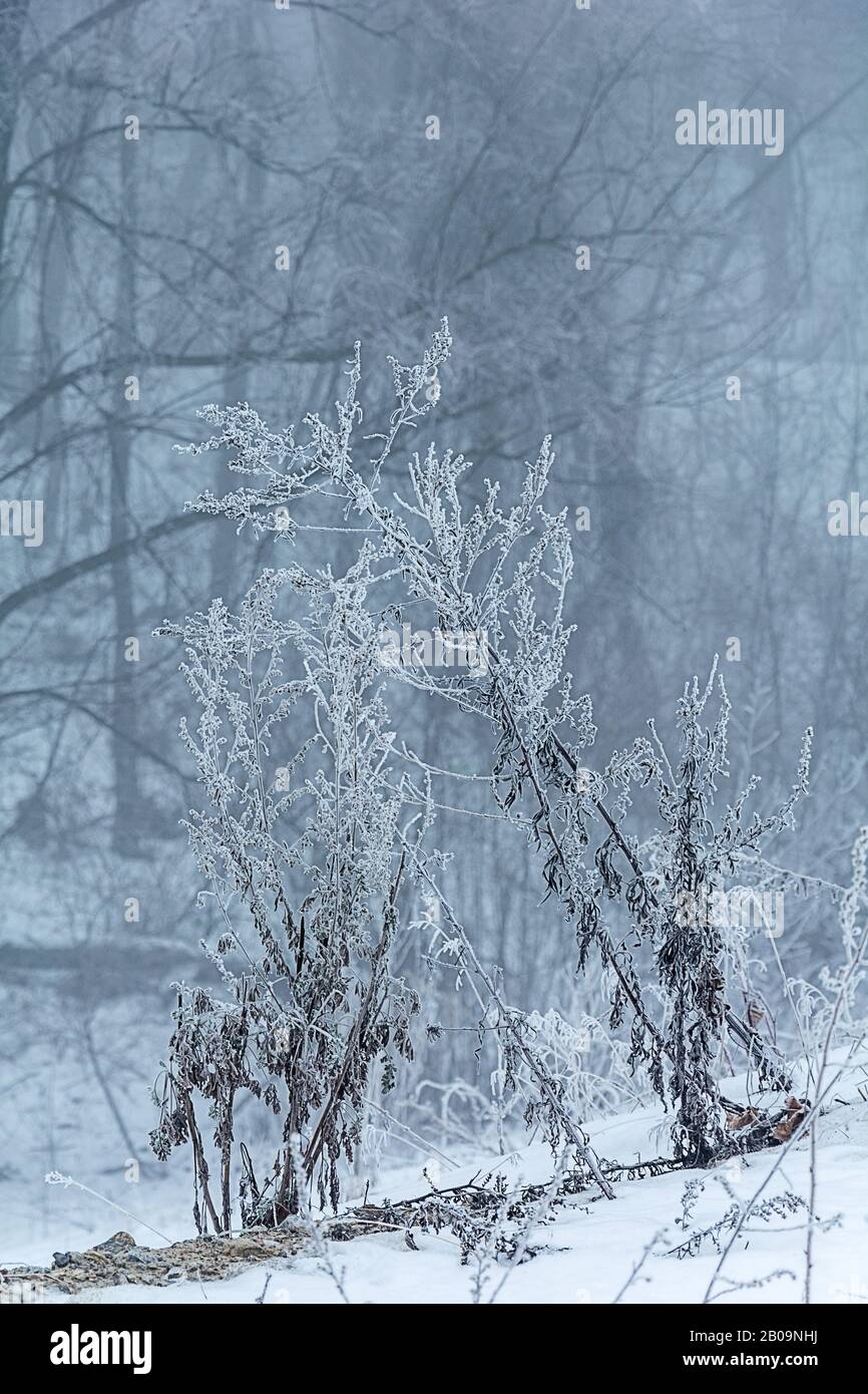 Winterlandschaft, Bäume in der Frost Stockfoto