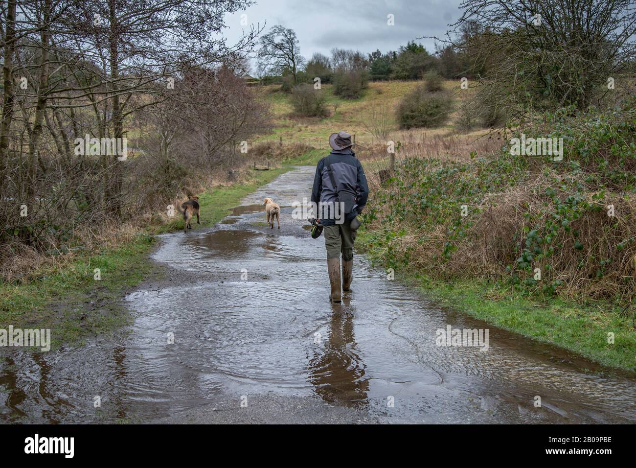 Ein Mann läuft seinen Hunden auf einem überfluteten Fußweg in Baildon, Yorkshire. Stockfoto