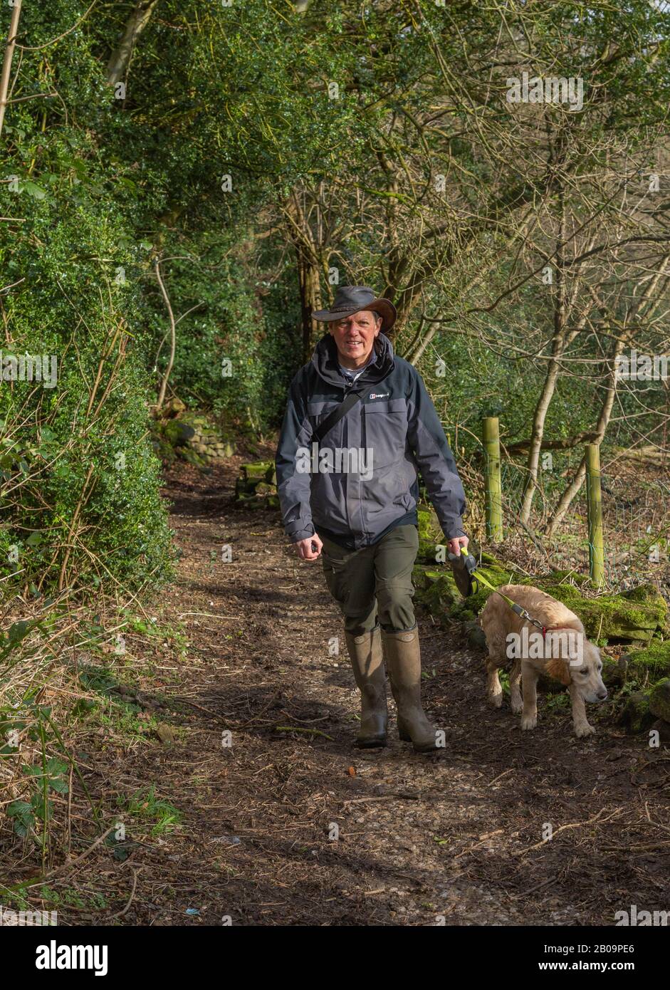 Ein Mann, der seinen jungen goldenen Retriever für einen Spaziergang in Baildon, Yorkshire, nimmt. Stockfoto