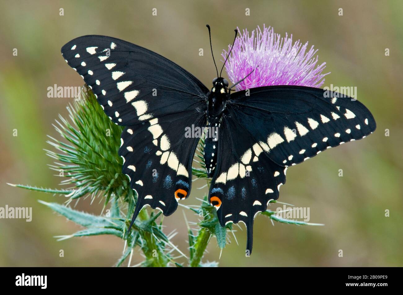E Blacktail Swallowtail Schmetterling (Papilio polyxenes), Nektaring Bull Thistle Blume (Cirsium vulgare), E USA, durch Skip Moody/Dembinsky Photo Assoc Stockfoto