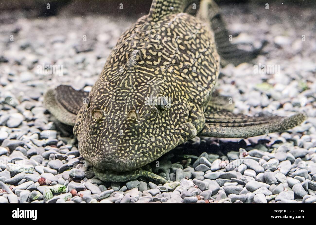 Ancistrus ordinary (Ancistrus multispinis) im heimischen Aquarium. Nahaufnahme. Stockfoto