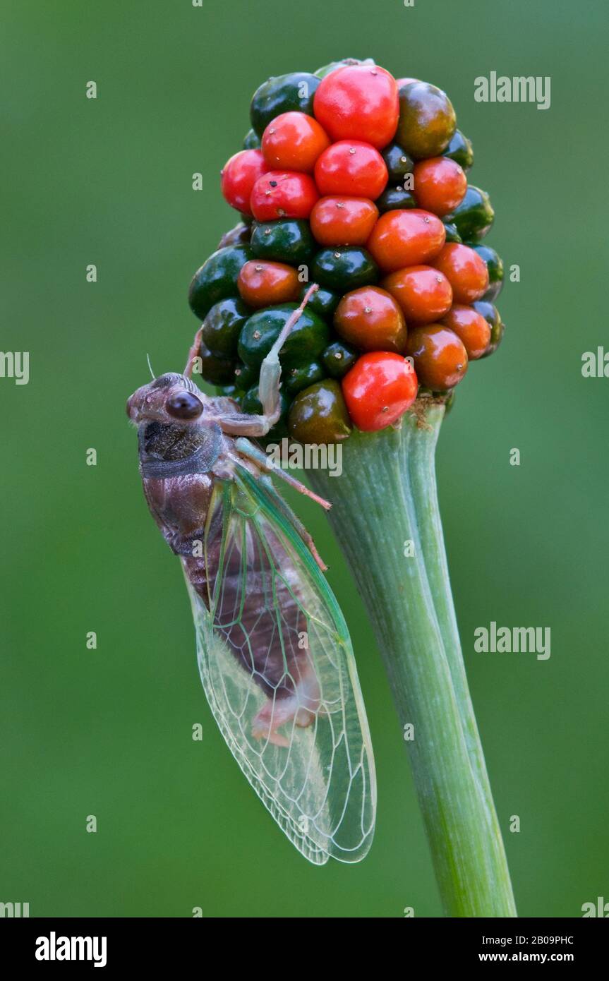 Cicada (Tibicen superba) auf Jack-in-the-Pulpit Samenkopf (Arisaema triphyllum), E USA, von Skip Moody/Dembinsky Photo Assoc Stockfoto