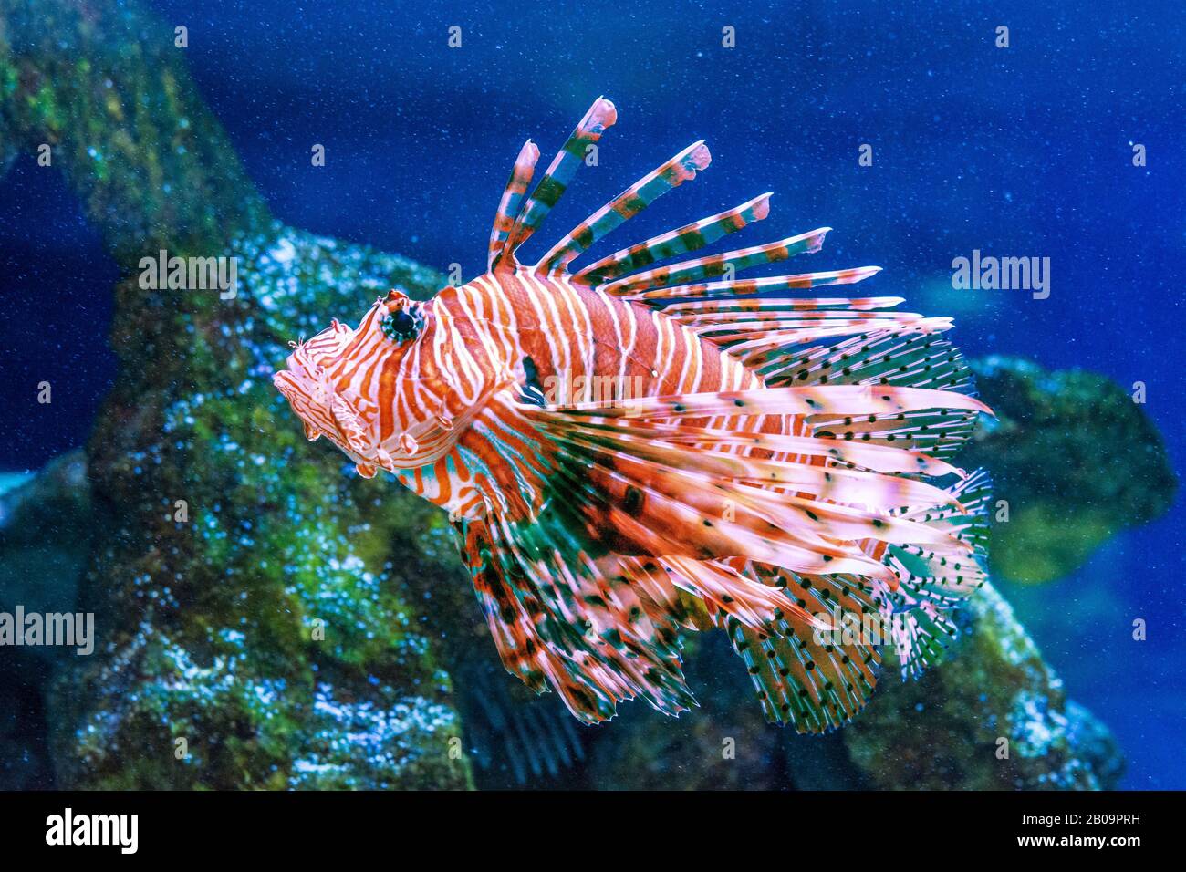 Pterous volitans Fisch im tiefen Ozean close-up Stockfoto