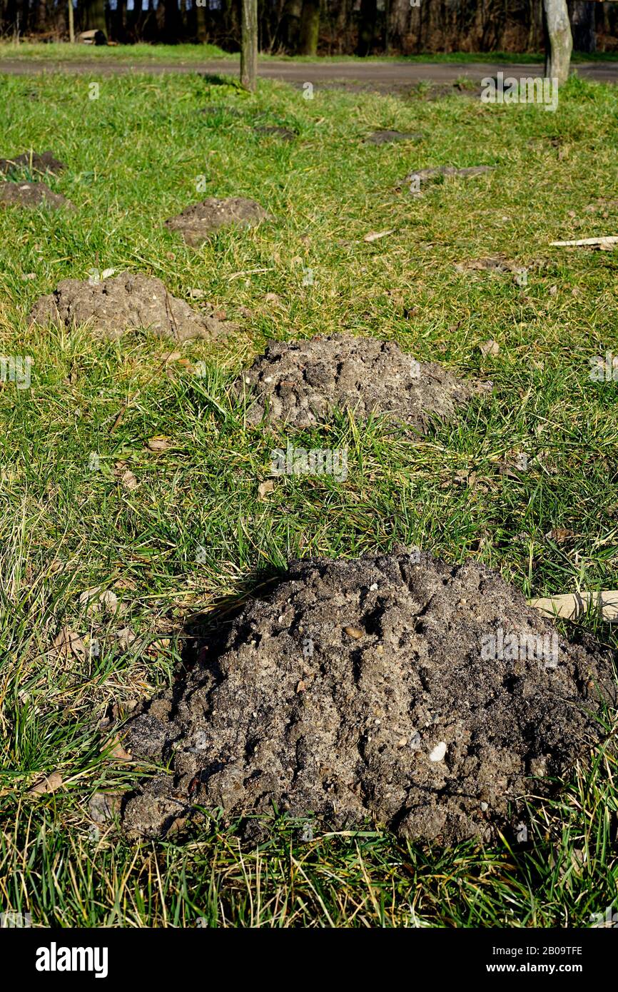 Im Frühjahr viele Molehügel auf dem Gras Stockfoto