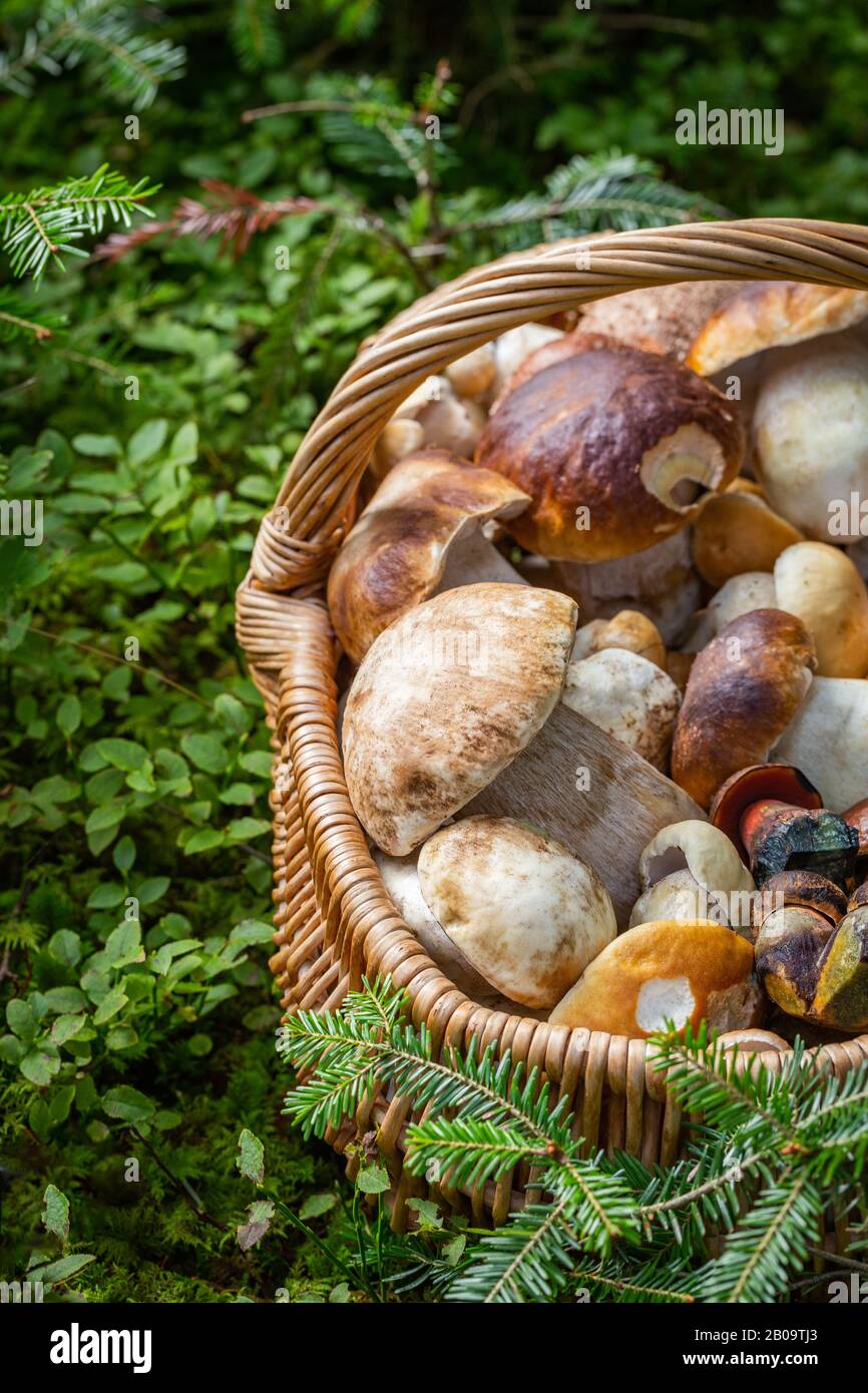 Korb voller Speisepilze. Pilzjagd aus Mitteleuropa, Slowakei. Stockfoto