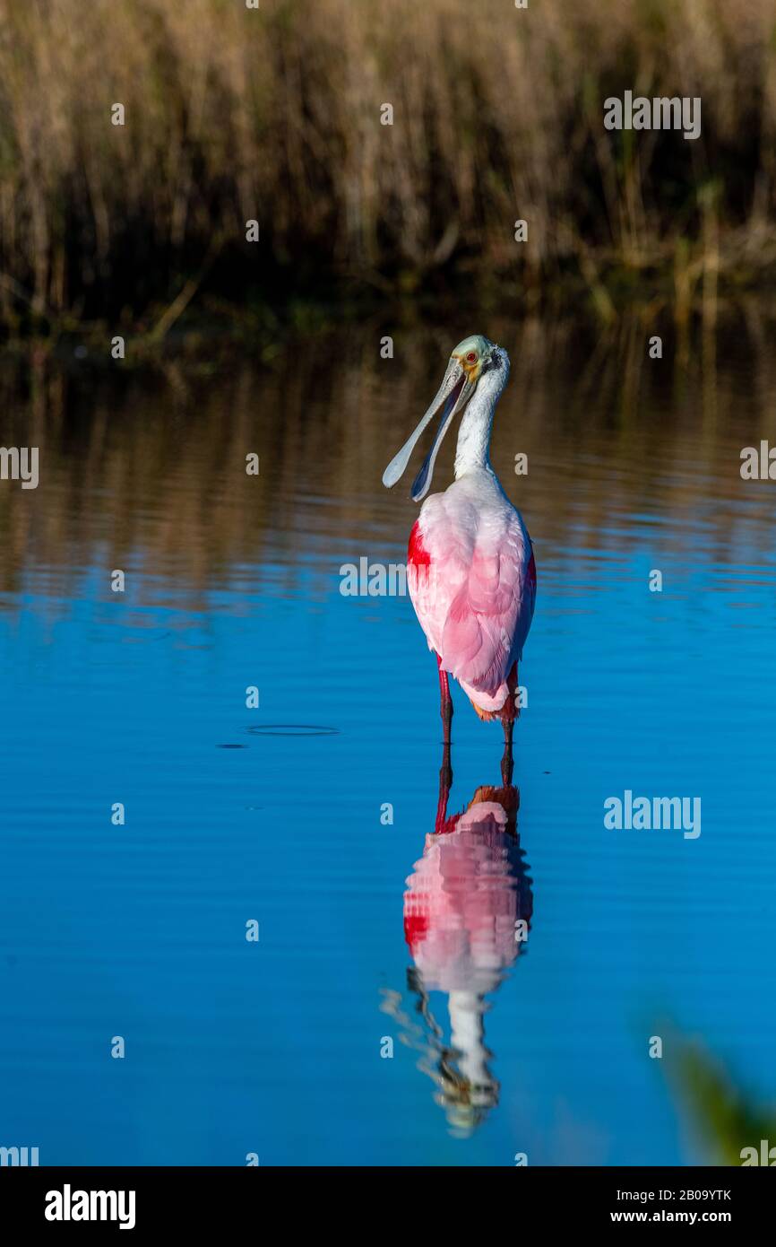 Ein Roseatspoonbill (Platalea ajaja) Vogelwatung spiegelt sich im Wasser in Florida, USA, wider. Stockfoto