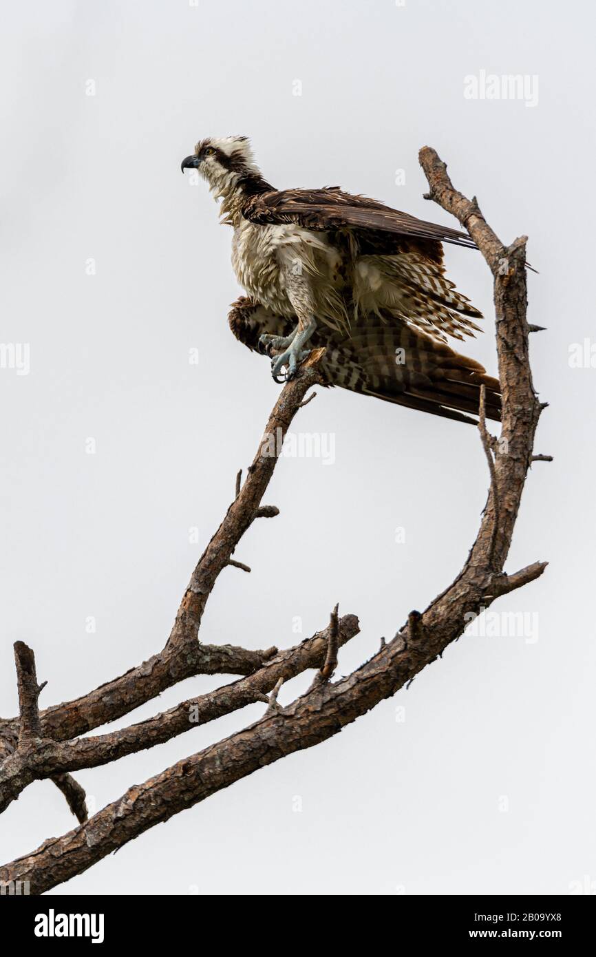 Ein Osprey (Pandion haliaetus) balanciert an einem sehr windigen Tag im Merritt Island National Wildlife Refuge in Florida, USA auf einem toten Baum. Stockfoto