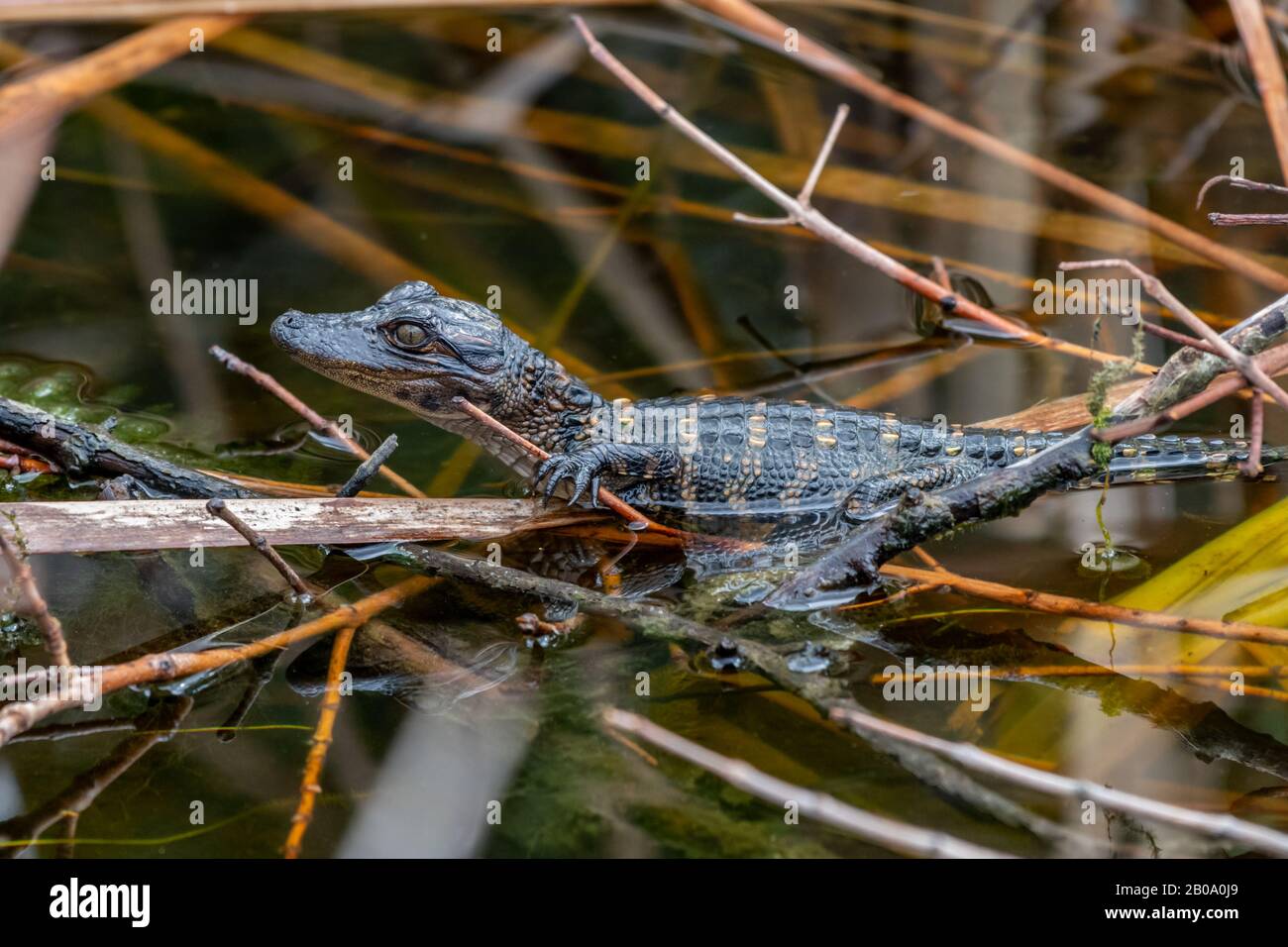 Nahaufnahme eines jungen amerikanischen Alligators (Alligator mississippiensis), der auf Ästen im Wasser in Florida, USA steht. Stockfoto